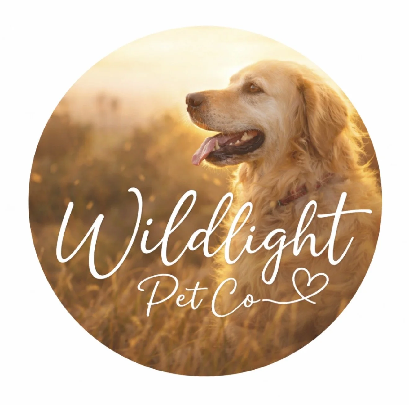 A golden retriever dog sitting in a field during sunset with the text 'Wildlight Pet Co' and a small heart symbol overlayed.