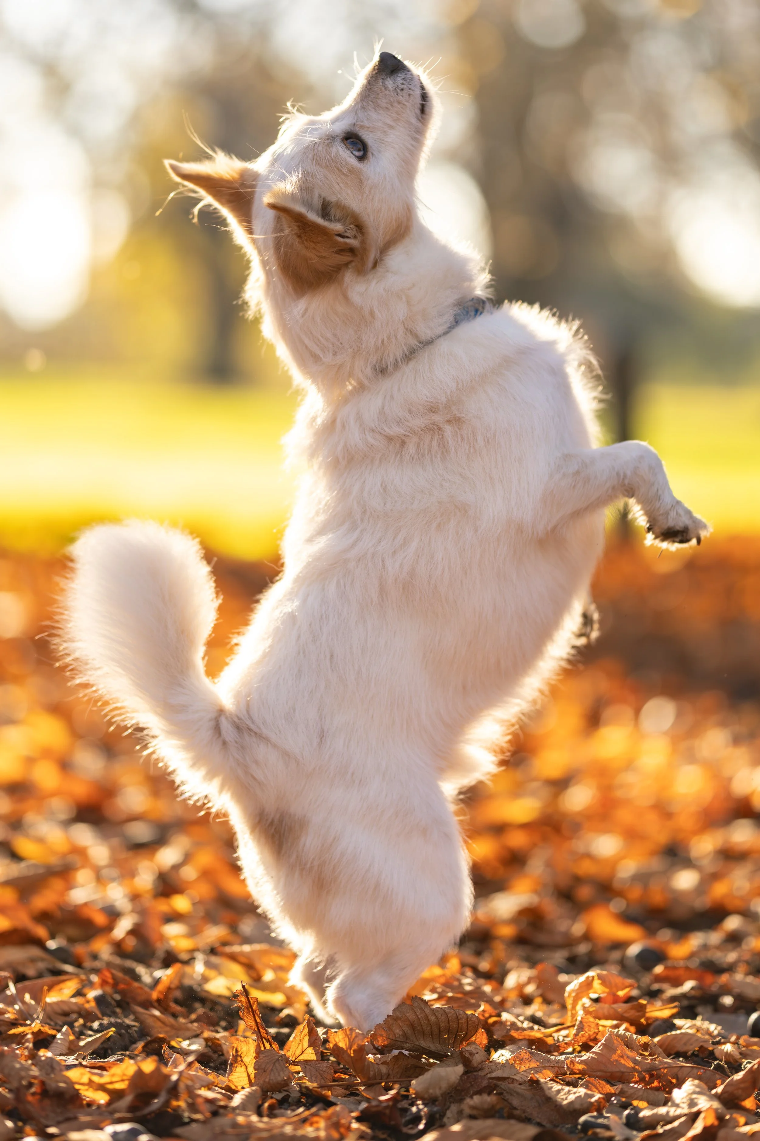 Pound Pooches Mini Session - Neville 8.jpg