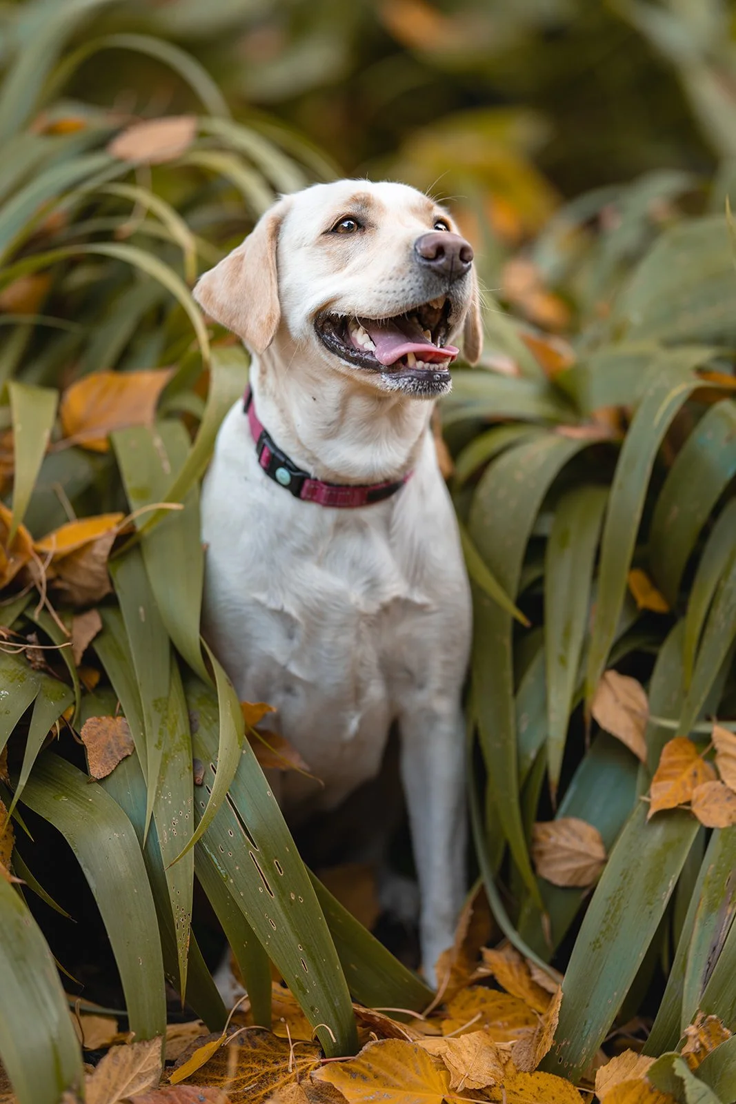 Labrador in nature— Wildlight Pet Co, Hawke's Bay