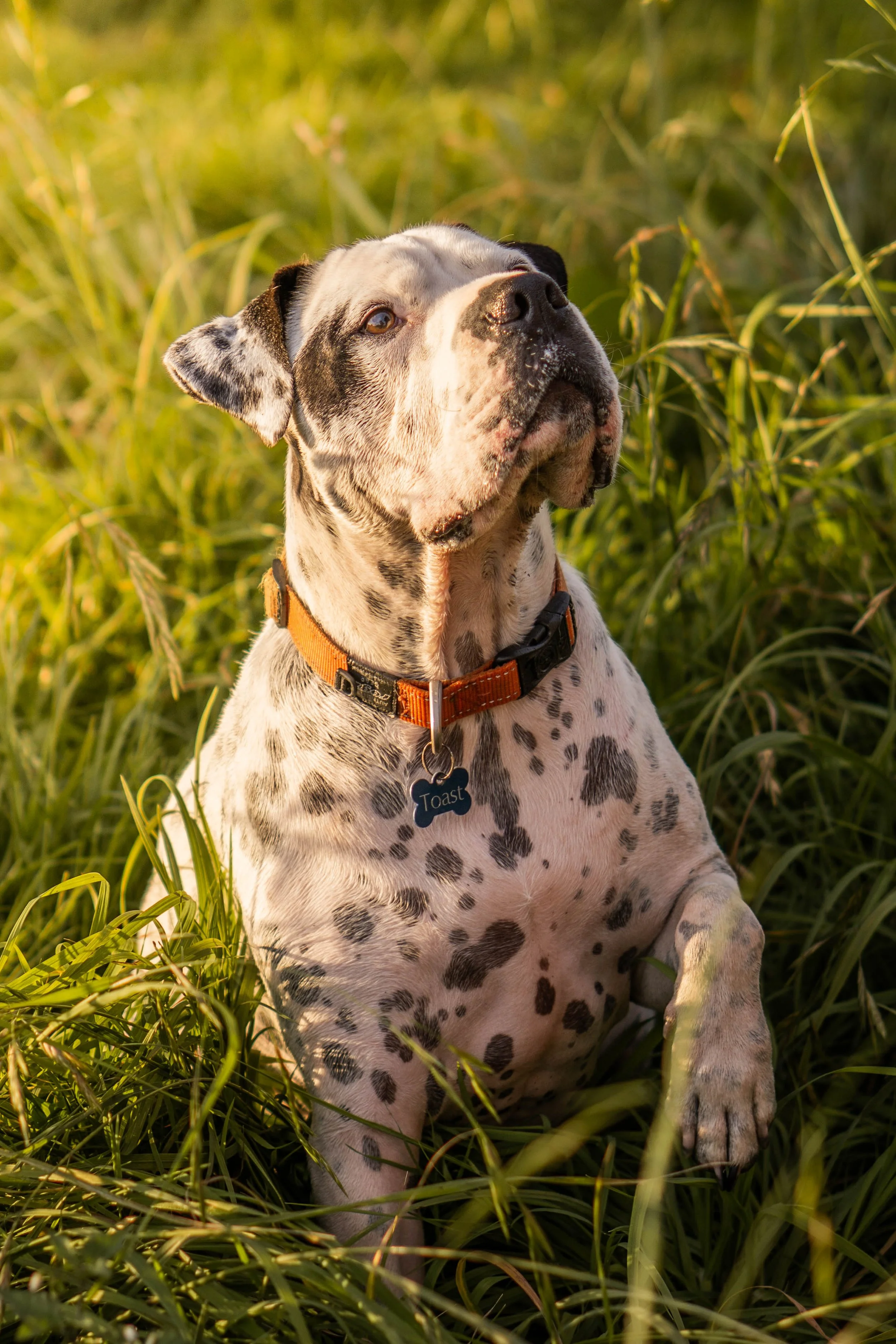 A dalmatian dog with black spots sitting in tall grass during sunset, wearing an orange collar with a tag that says 'Toast.'