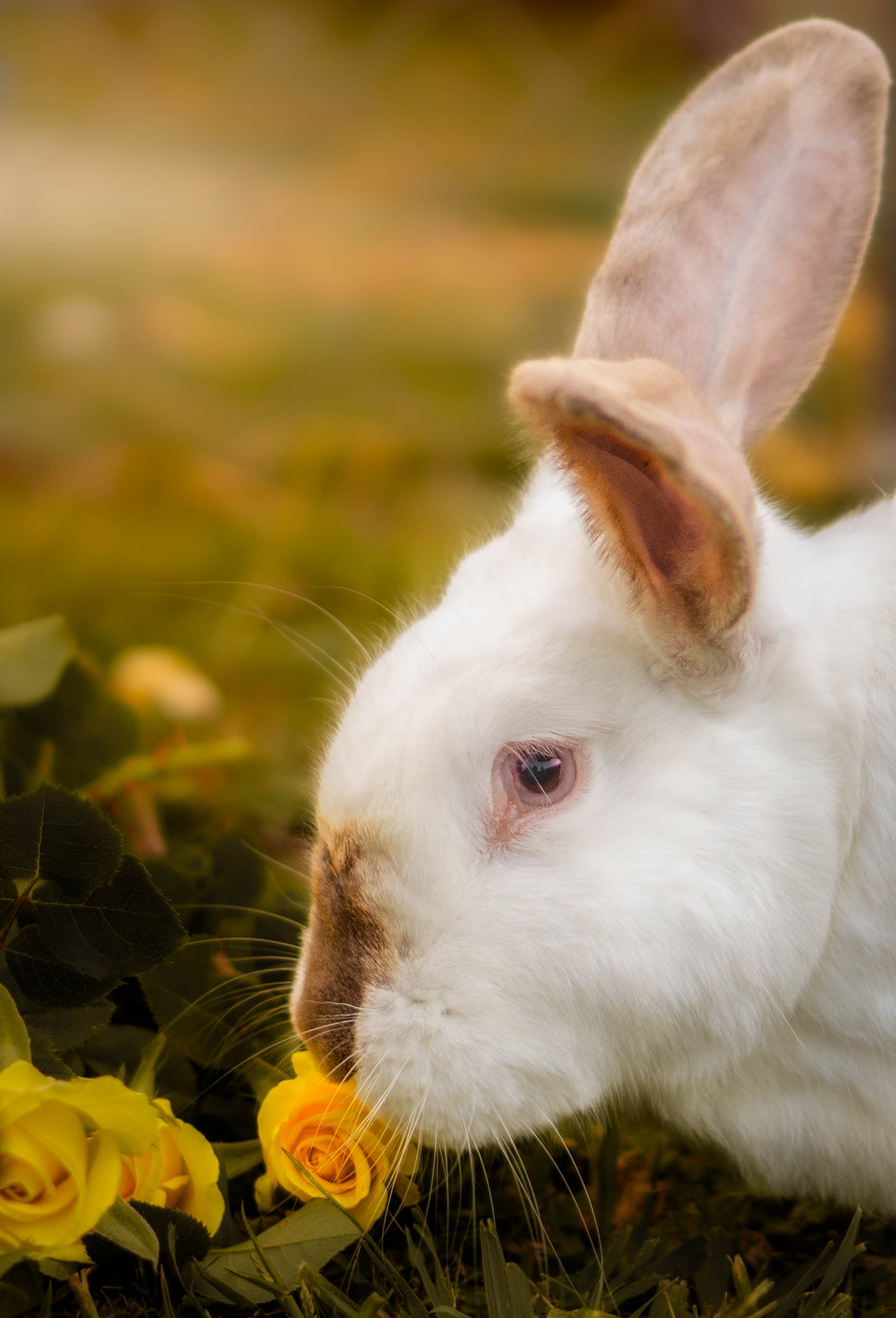 A white rabbit with pink eyes and large ears sniffing yellow roses in an outdoor setting.