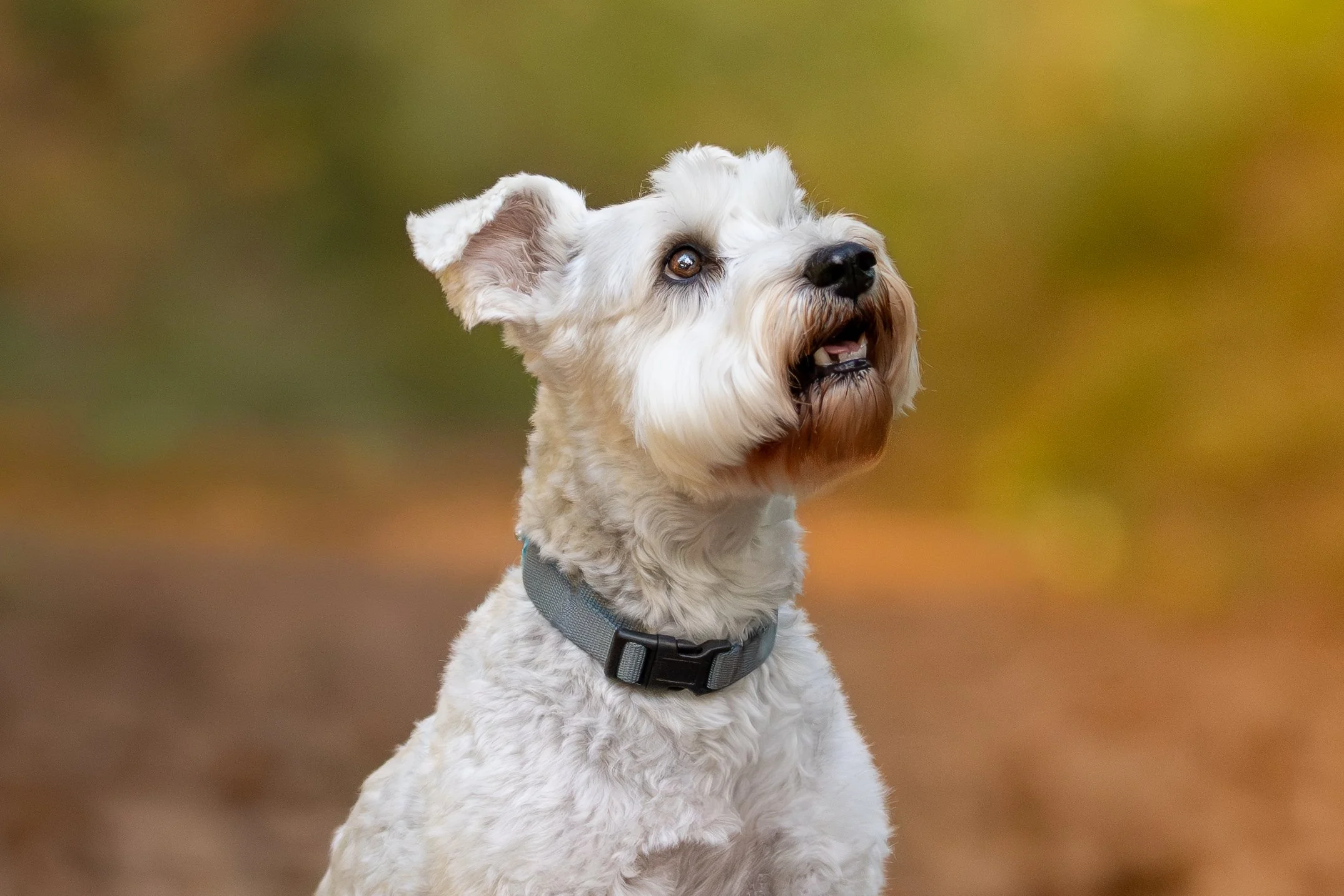 Chappie - Autumn Mini - 5.jpg