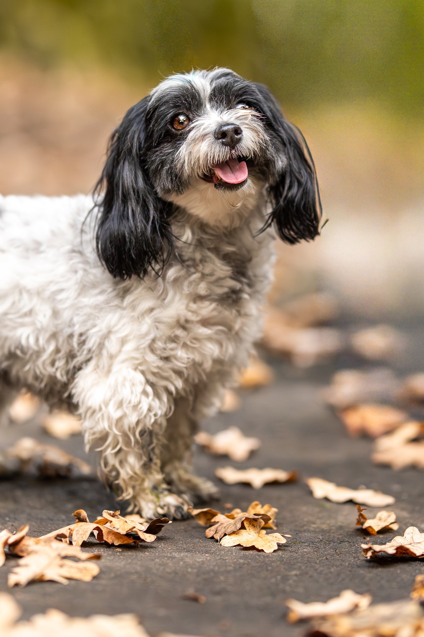 Facebook - Millie and Ollie.jpg