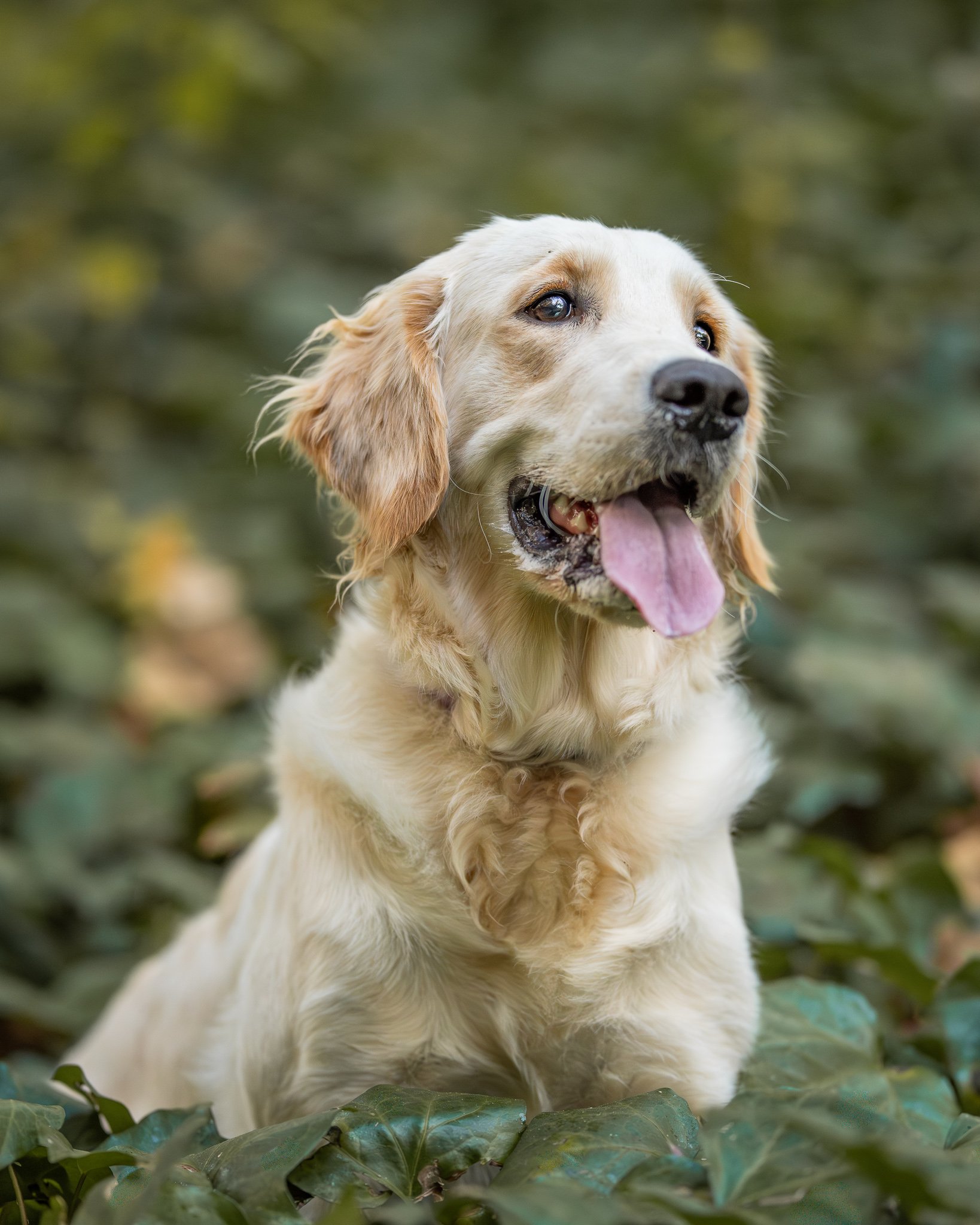 Facebook - Goldie 13.jpg