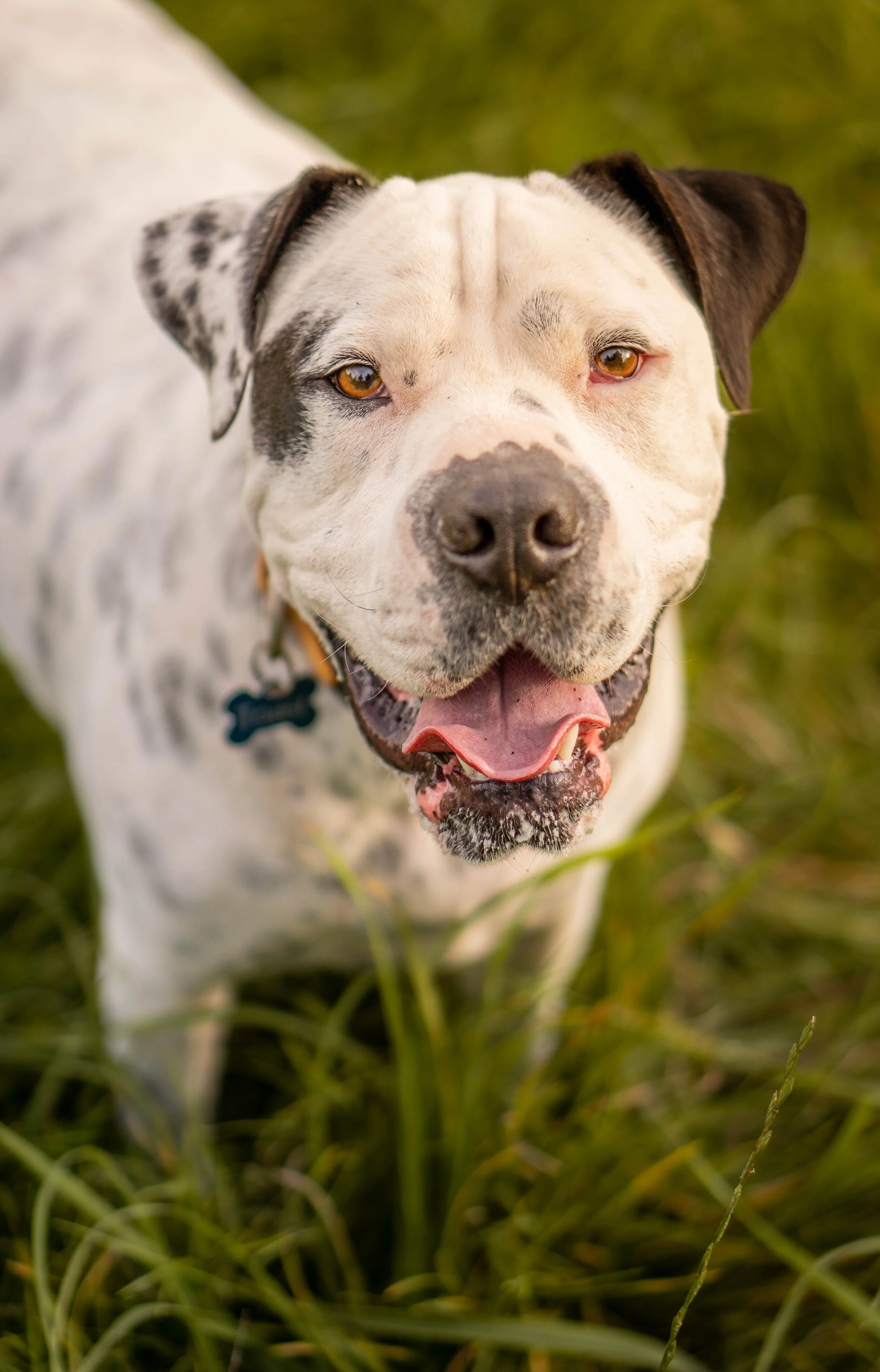 Close-up of a happy mixed breed dog with a white coat and black spots, sitting on green grass, looking directly at the camera with a joyful expression.