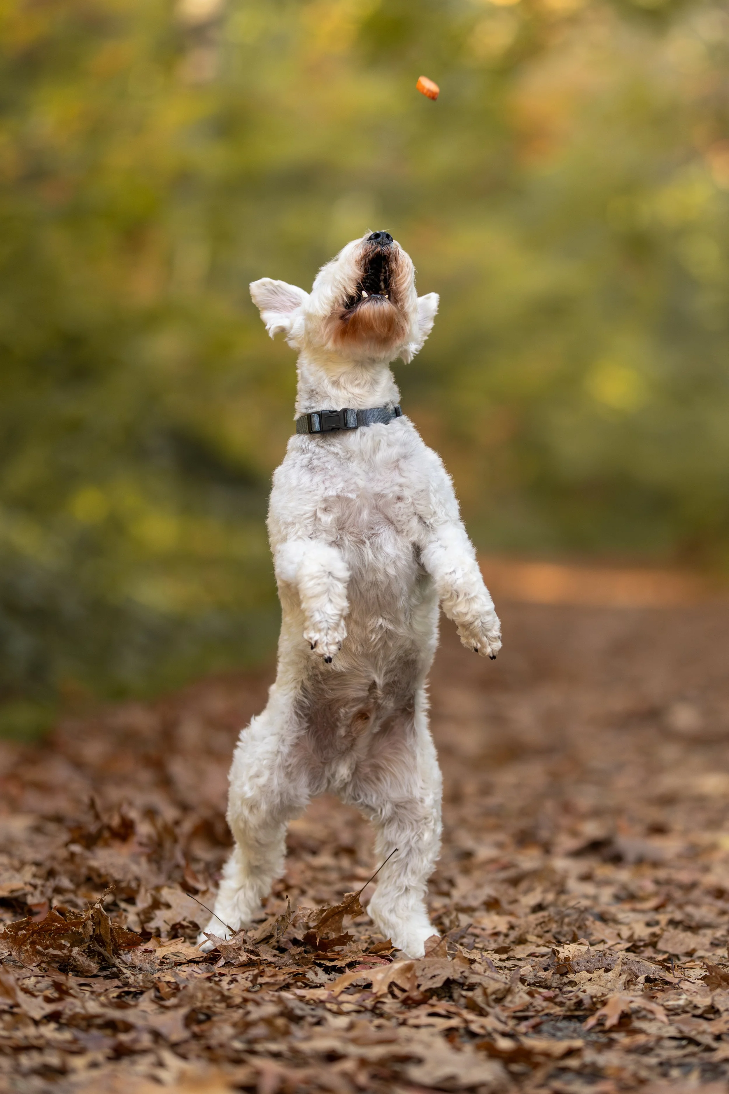 Chappie - Autumn Mini - 11.jpg