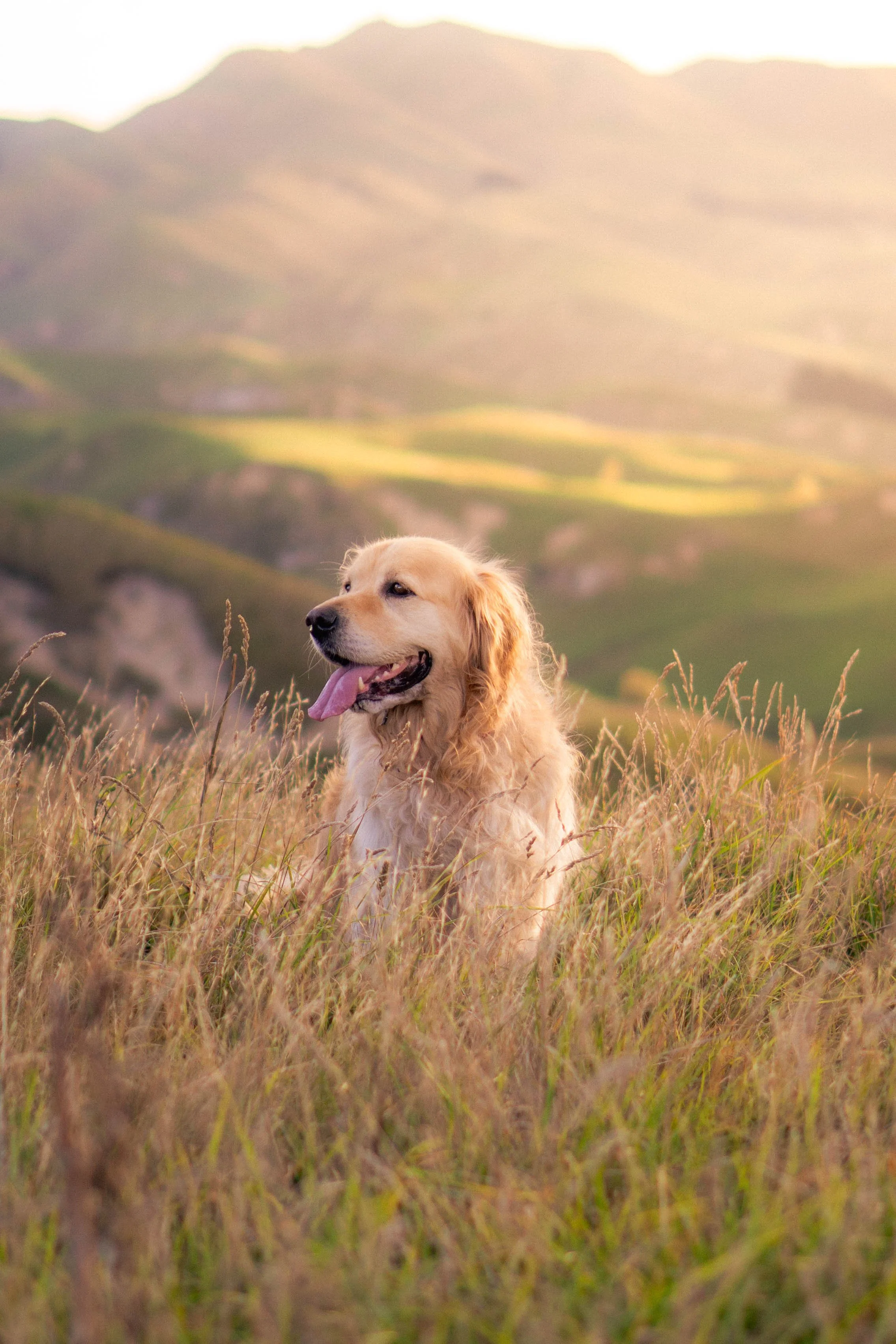 Golden retriever sitting in a grassy field with hills and mountains in the background during sunset.