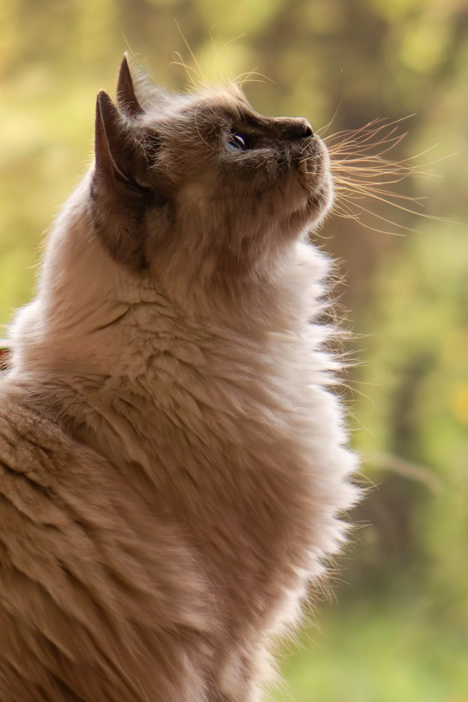 Side profile of a fluffy, long-haired cat looking upward with a background of blurred green foliage.