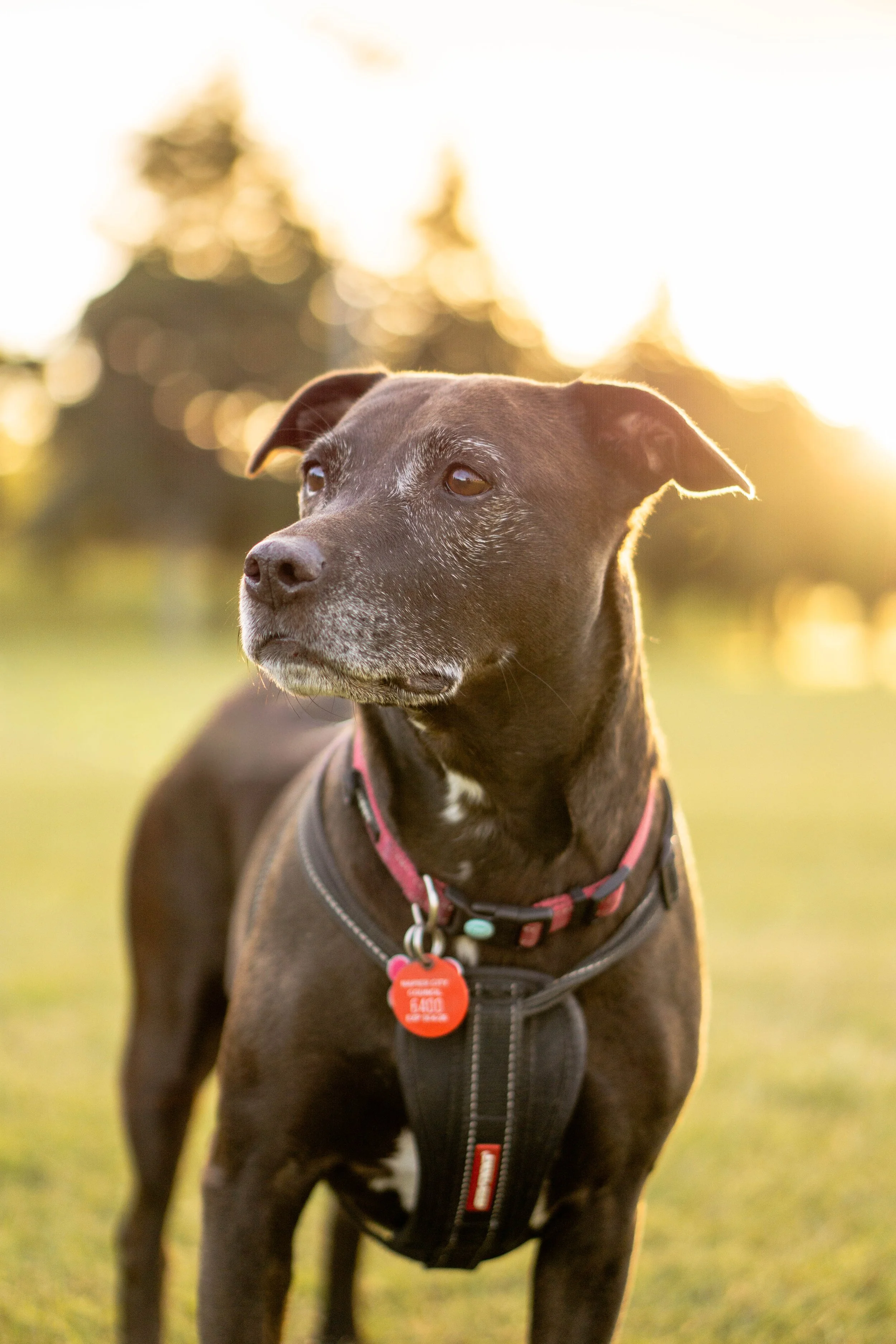 A black dog with a gray muzzle wearing a pink and black collar and a black harness, standing outdoors in the grass with trees in the background during sunset.