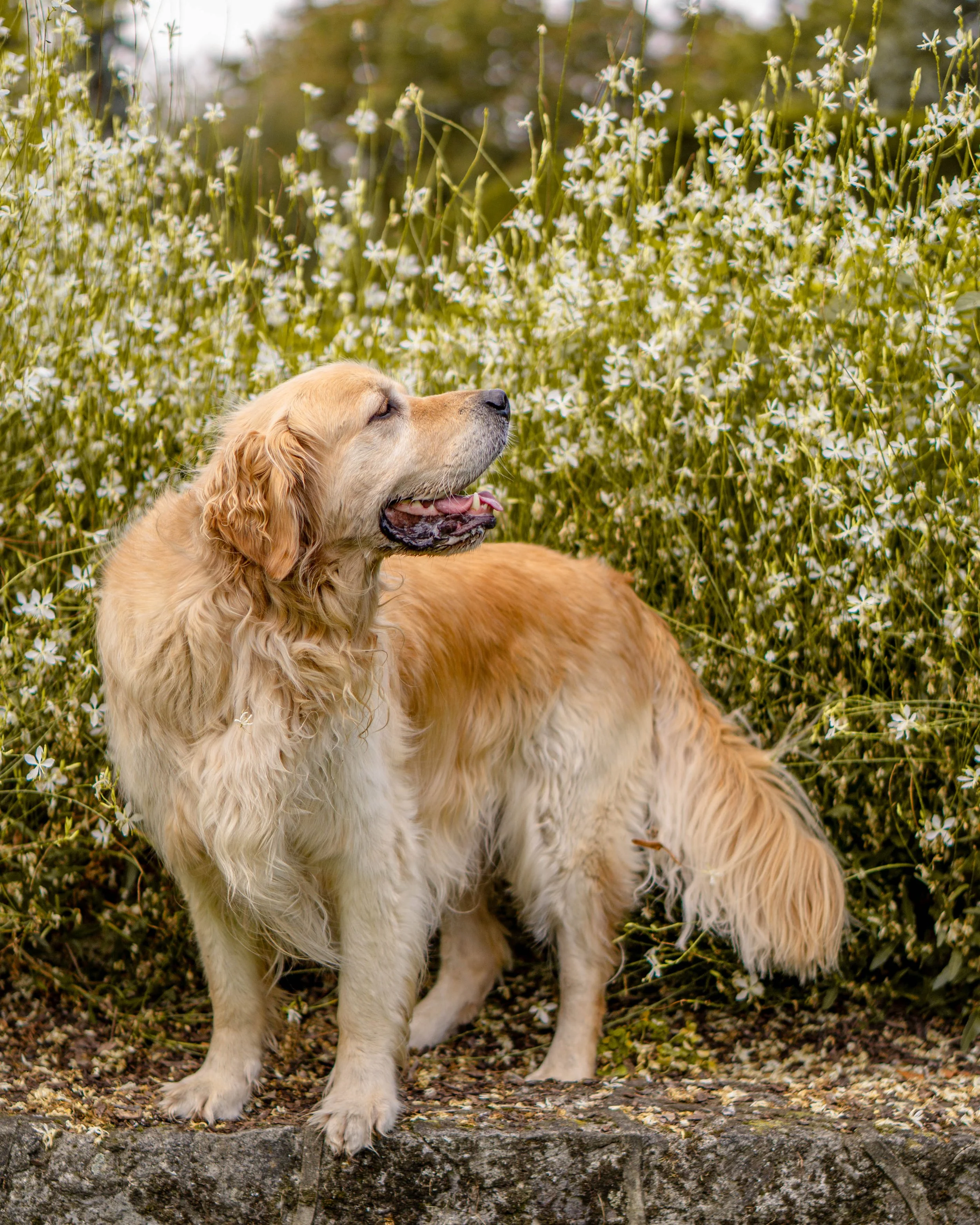 Golden retriever dog sitting on a stone ledge in front of a bush with white flowers, looking to the side with its tongue slightly out.