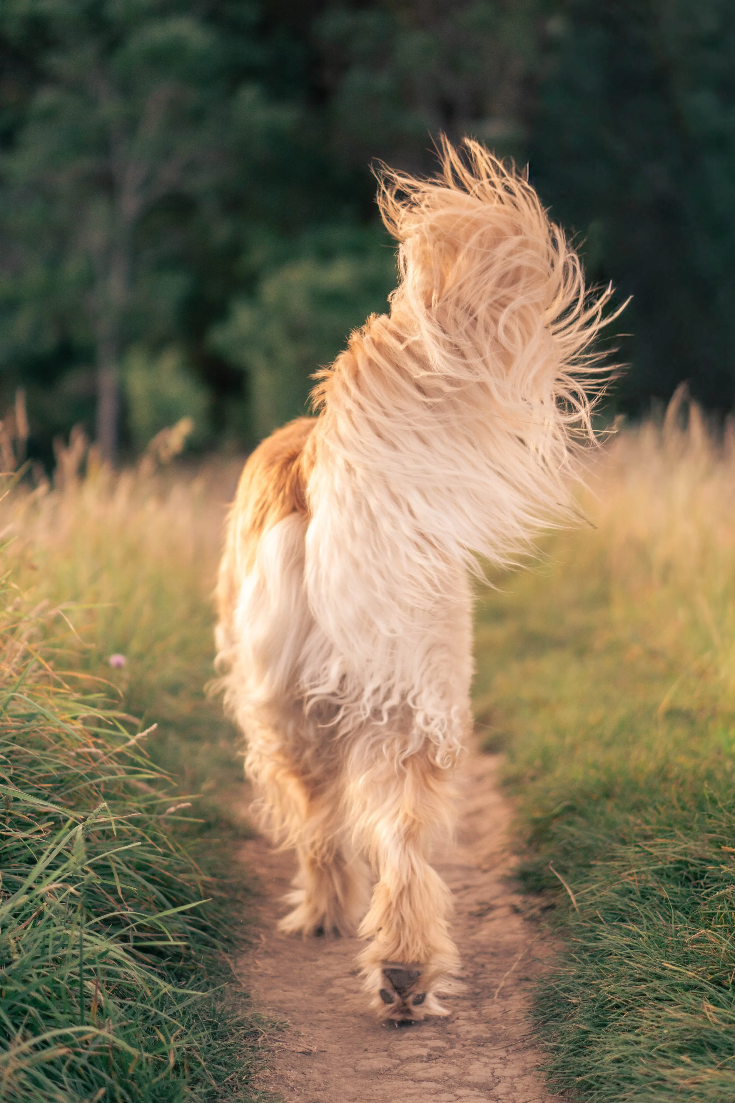 A long-haired dog walking down a dirt path in a grassy field with trees in the background, wind blowing its fur.