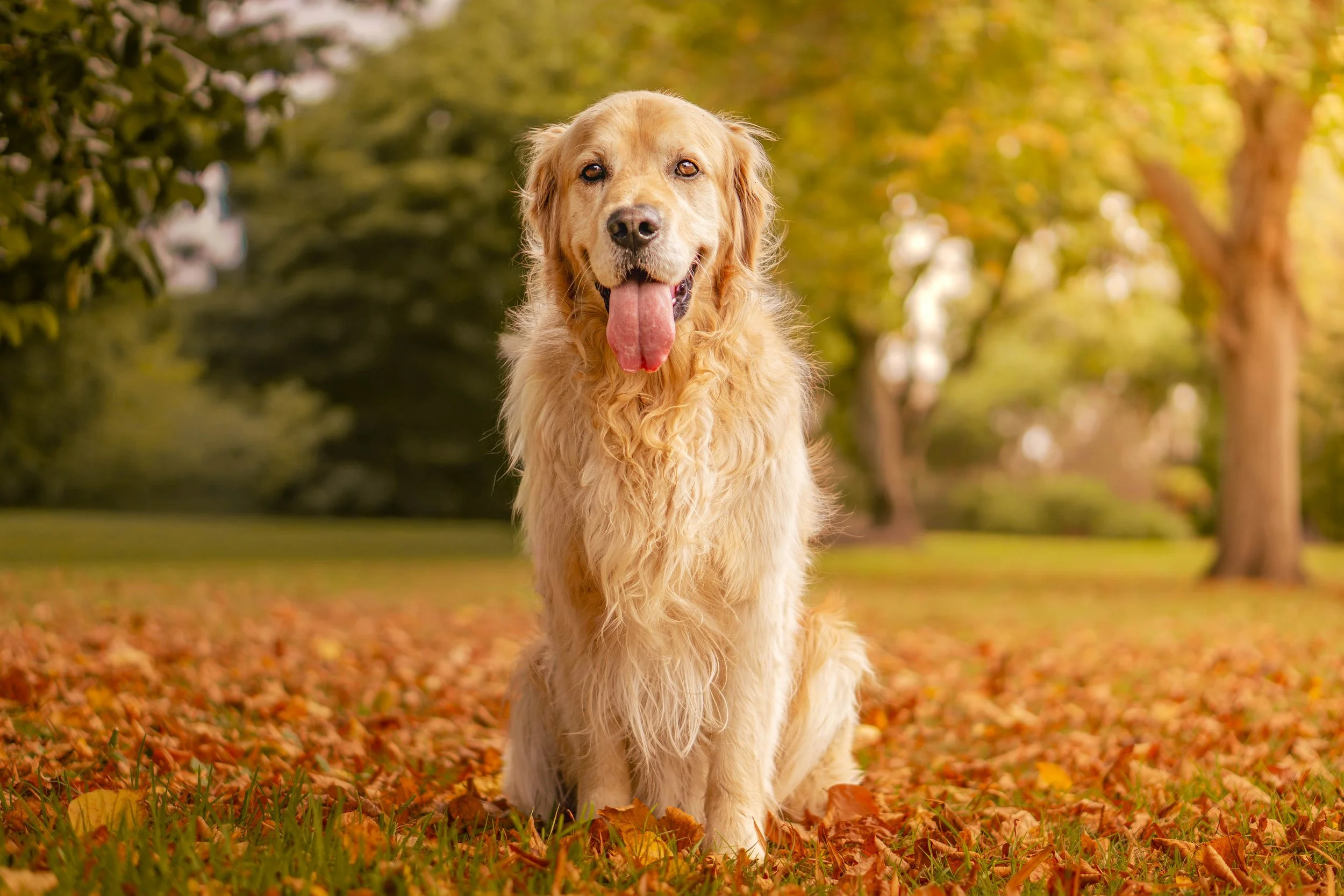 A golden retriever sitting outdoors on a bed of fallen autumn leaves with trees in the background.