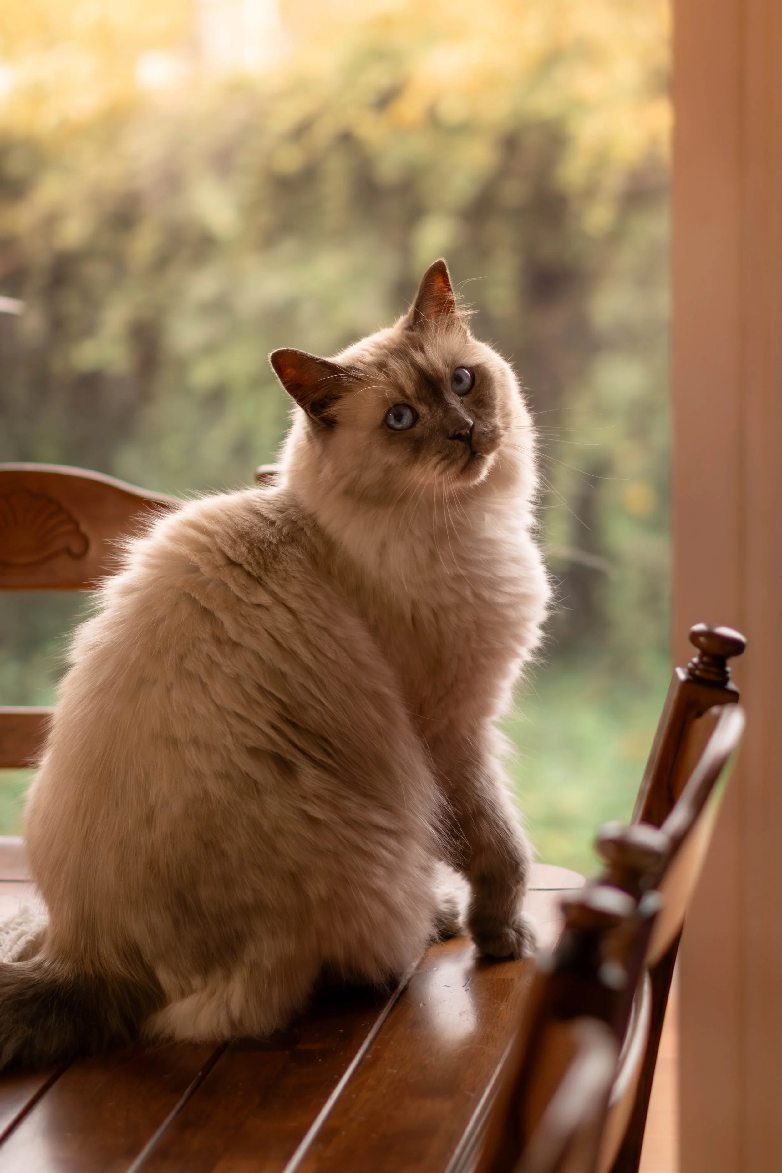 A Ragdoll cat with blue eyes sitting on a wooden table near a window, looking at the camera, with a blurred outdoor background.