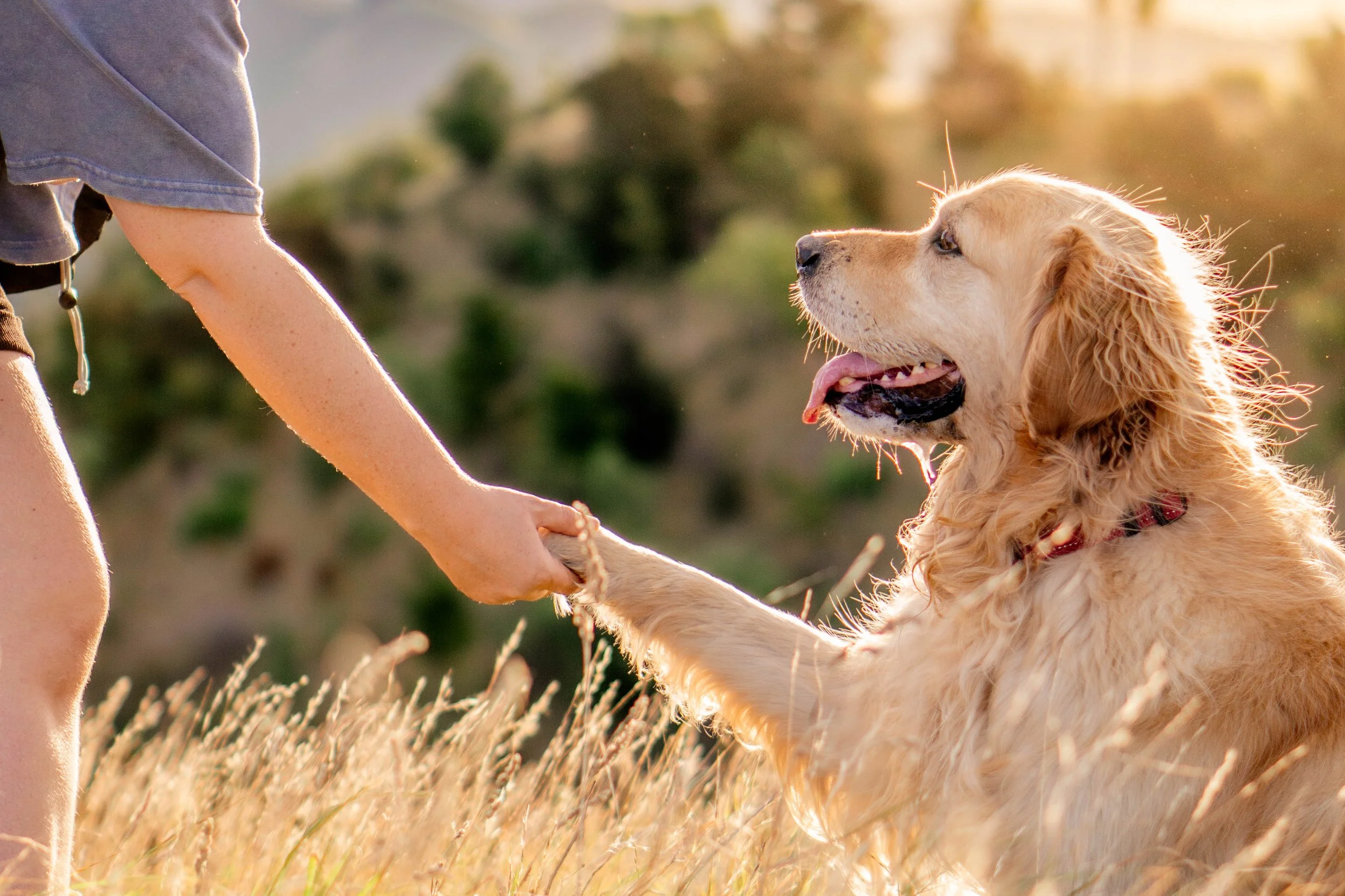 A person holding a Golden Retriever puppy's paw outdoors during sunset in a grassy field.
