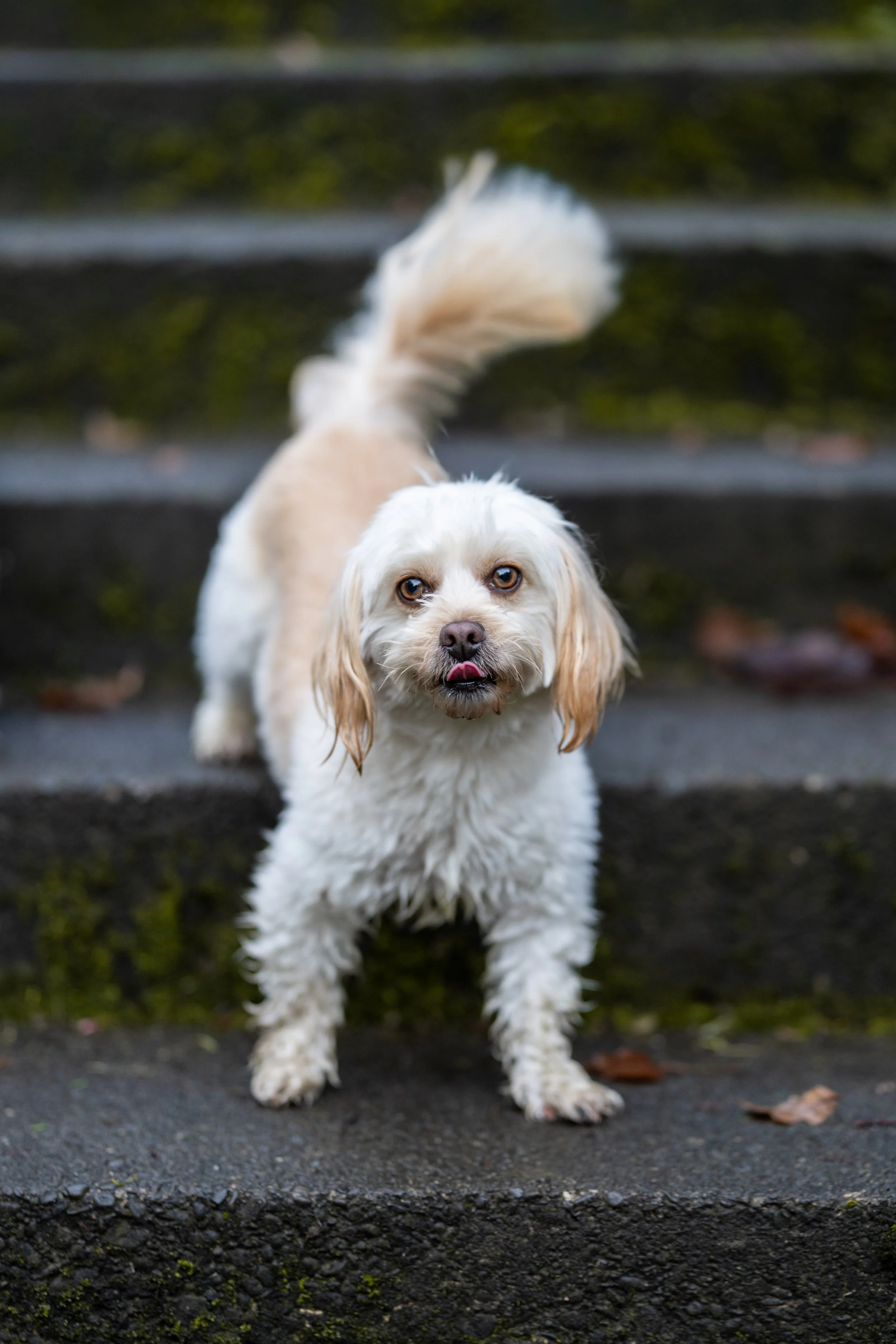 Pound Pooches Mini Session - Millie & Ollie - 3.jpg