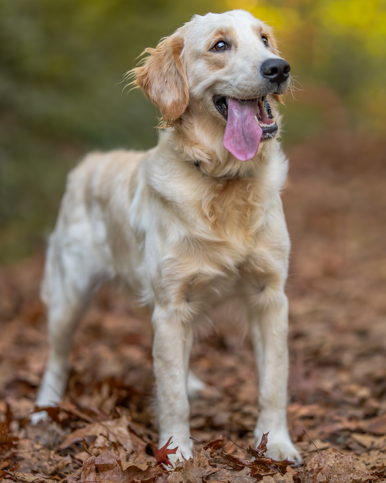 Facebook - Goldie 5.jpg
