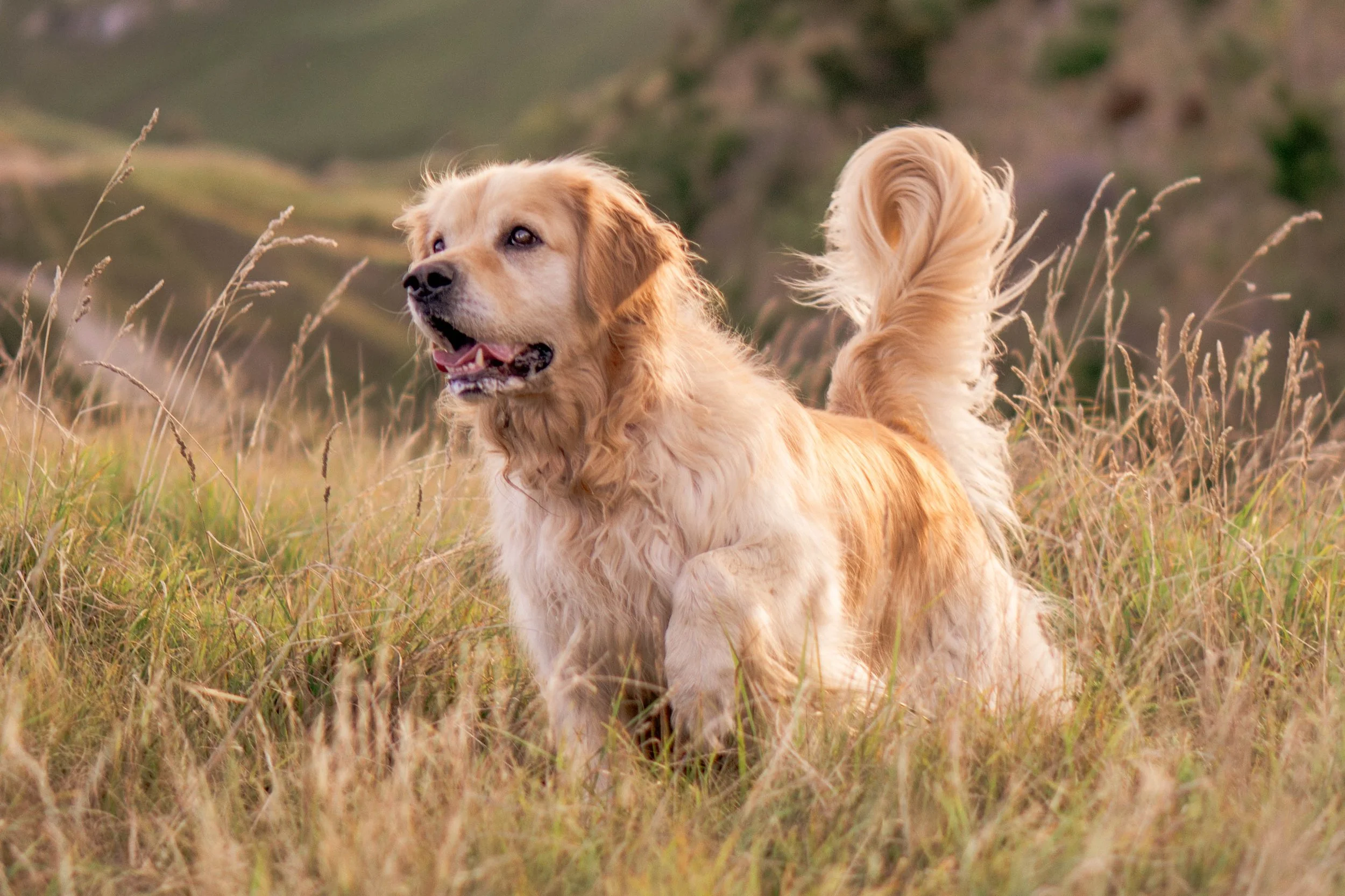Golden retriever dog standing in a grassy field with hills in the background.