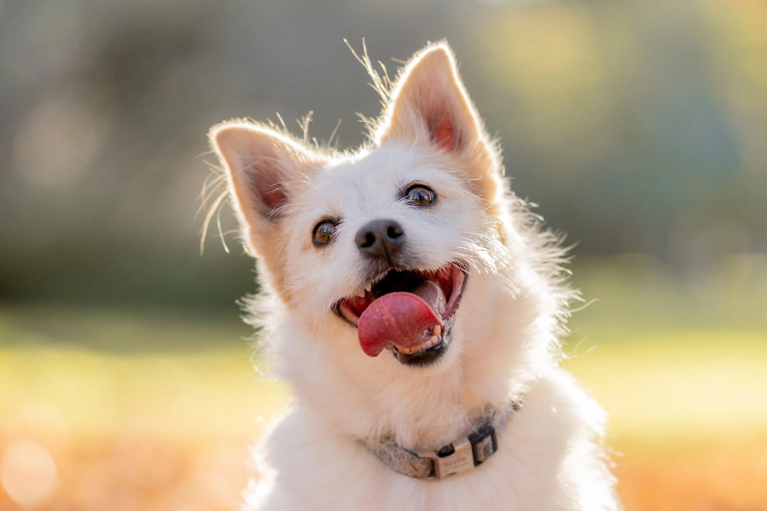 Pound Pooches Mini Session - Neville 11.jpg