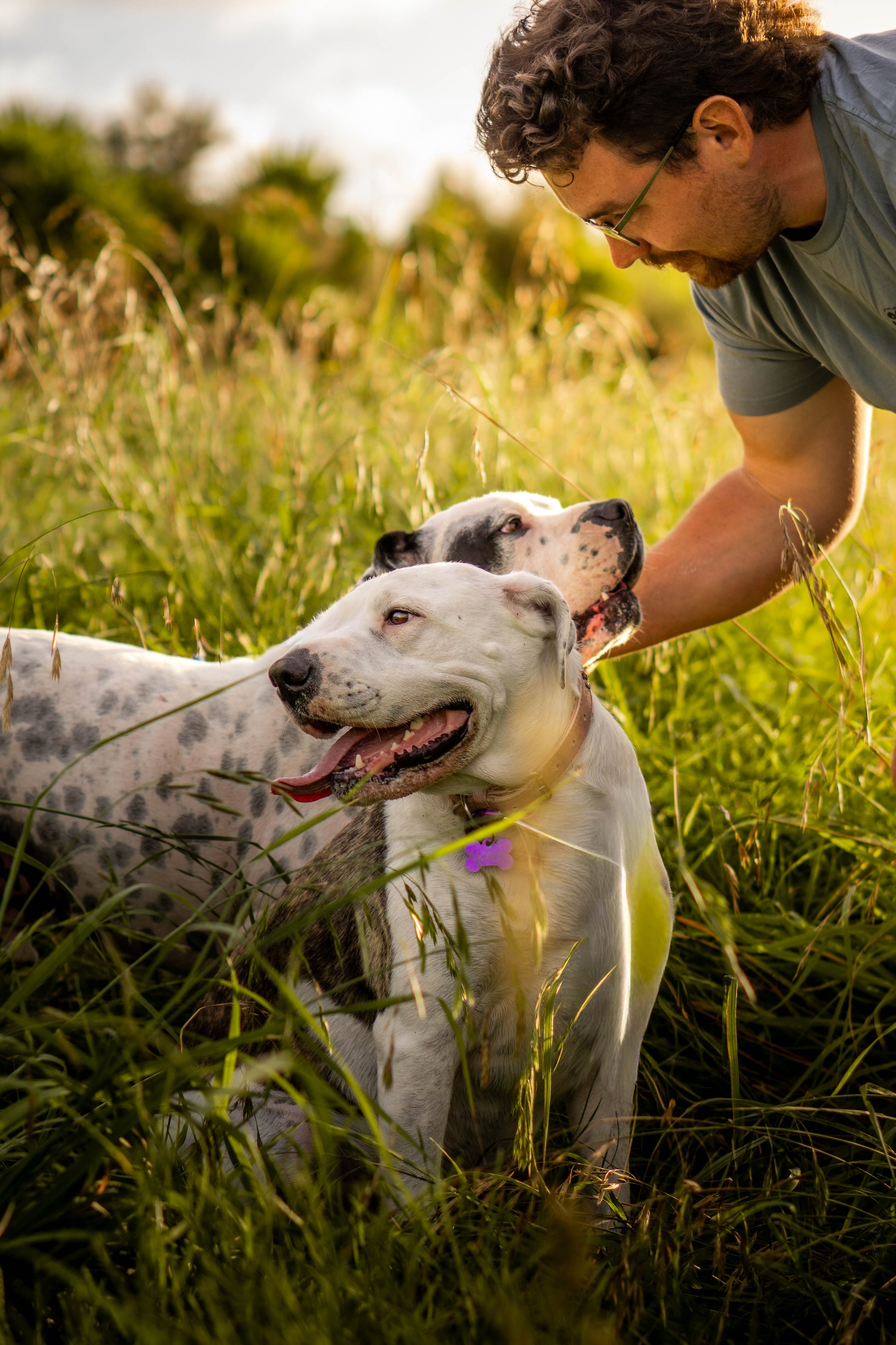 A man with curly brown hair and glasses outdoors, leaning over to pet two dogs in a grassy field during sunset. One dog is white with black spots and the other is mostly white with some brindle markings and a purple collar.