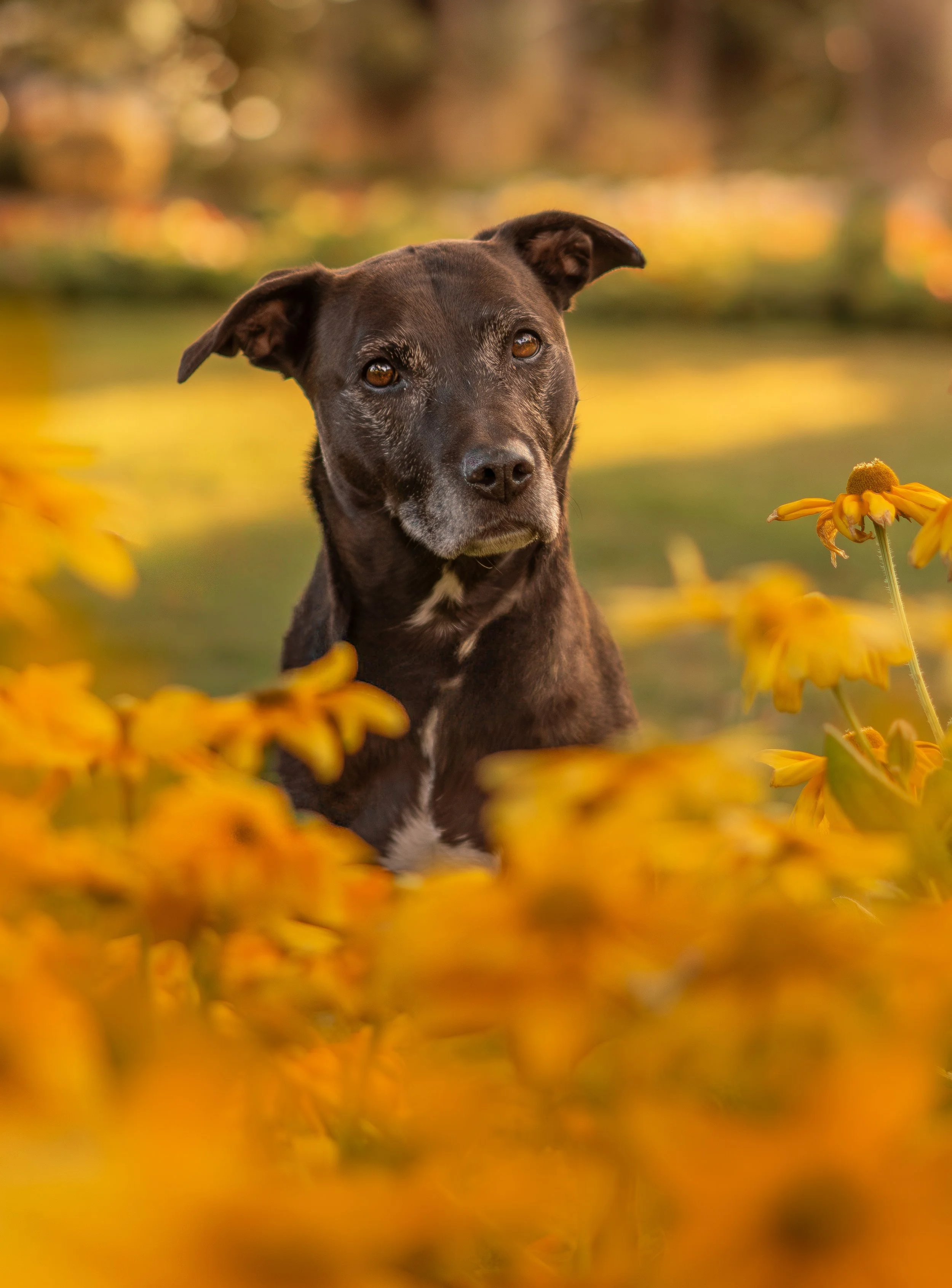 A black dog with a white patch on its chest sitting among yellow flowers, with a blurred background of trees and water, during what appears to be autumn.