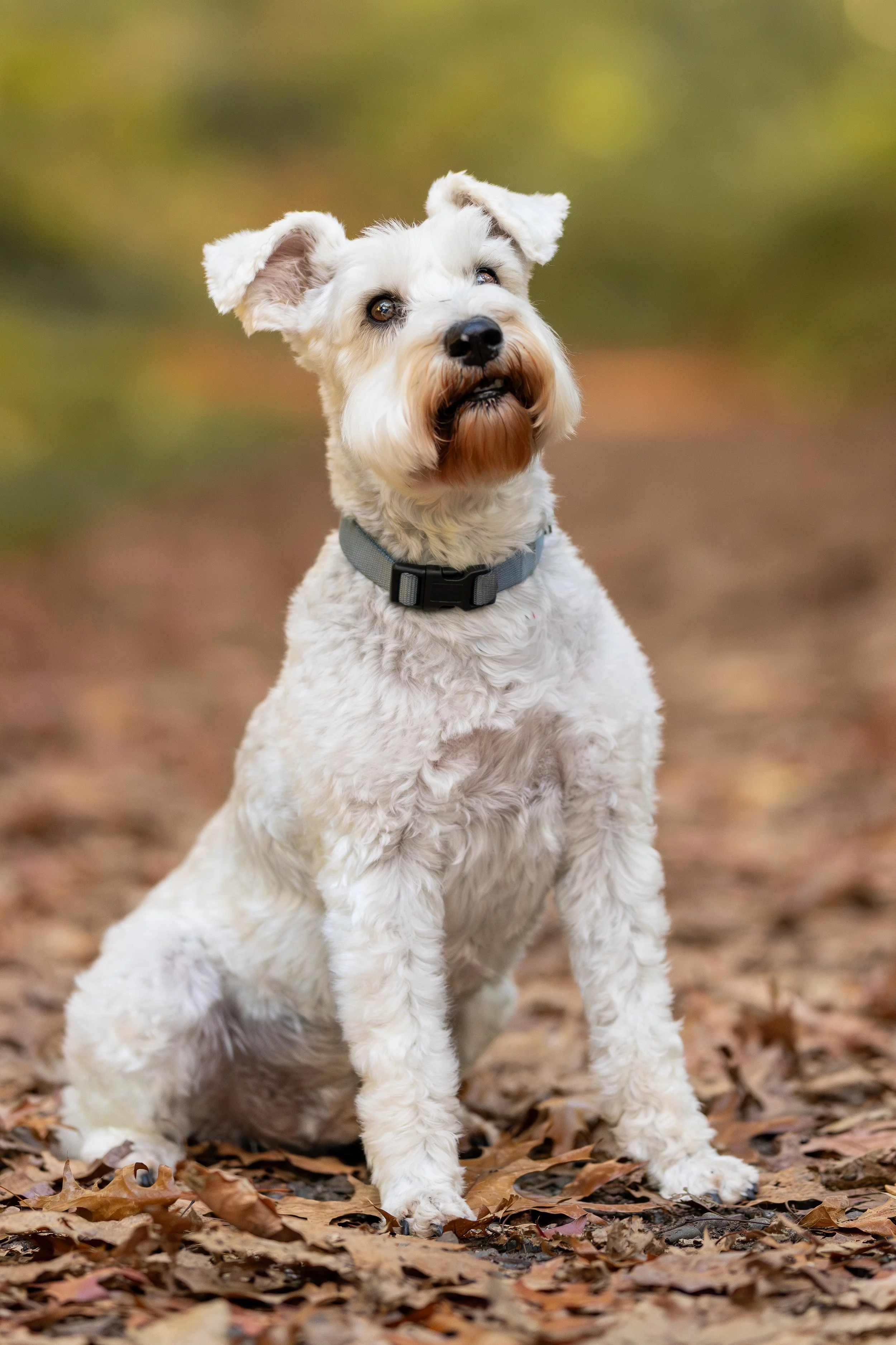 Chappie - Autumn Mini - 8.jpg