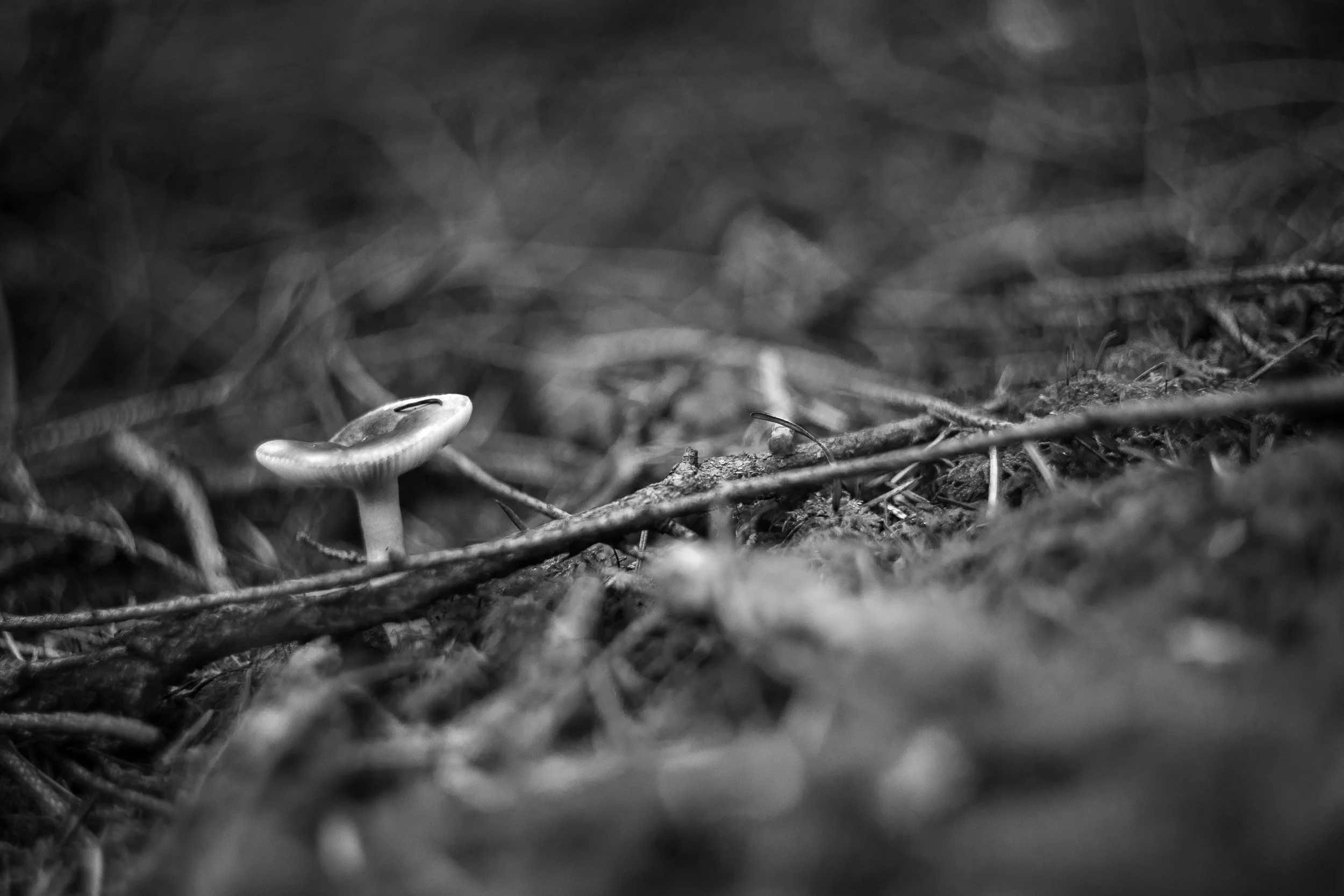 IMG_3277.jpg