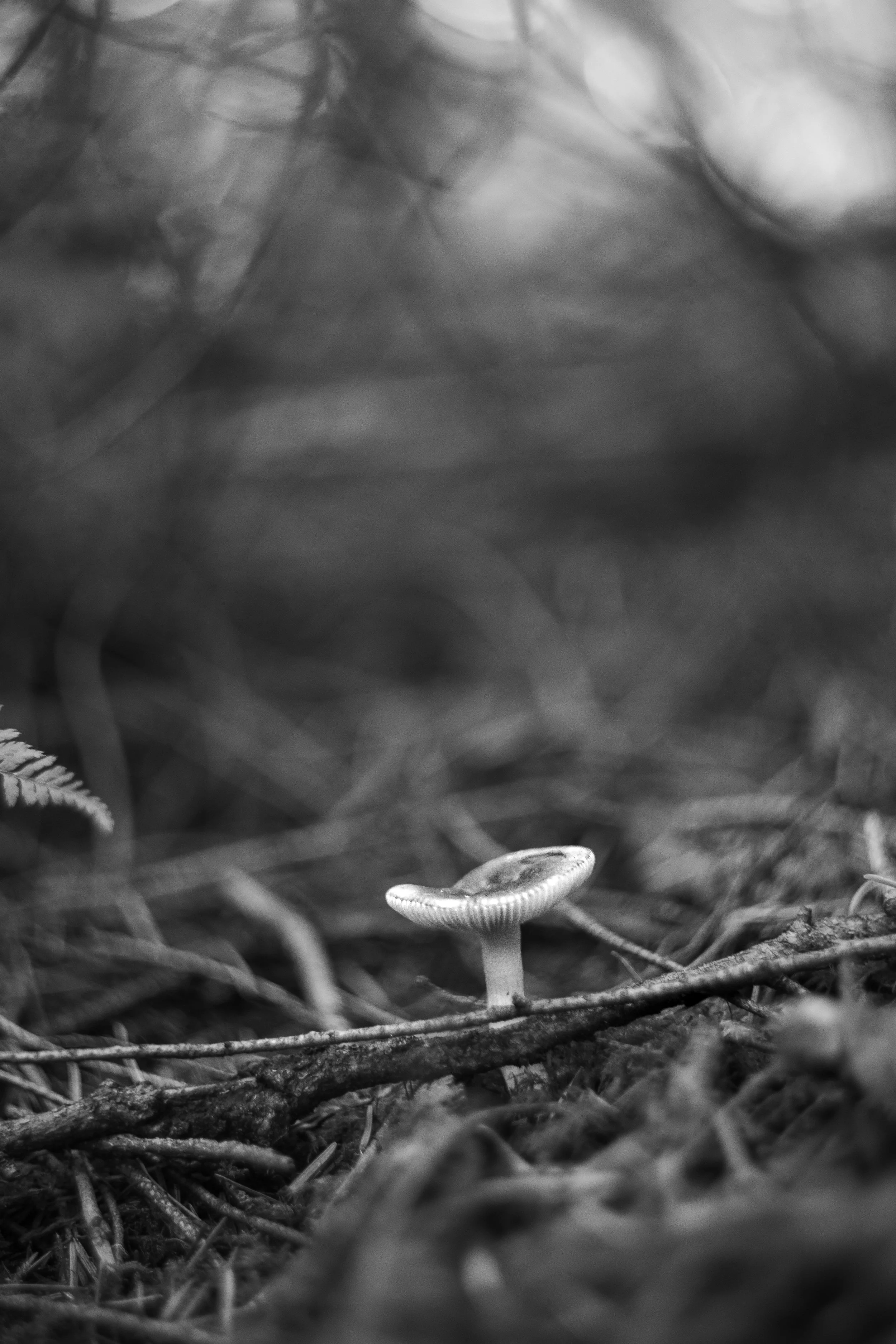 IMG_3278.jpg