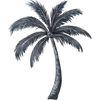 la lancha palm tree - marea surf school