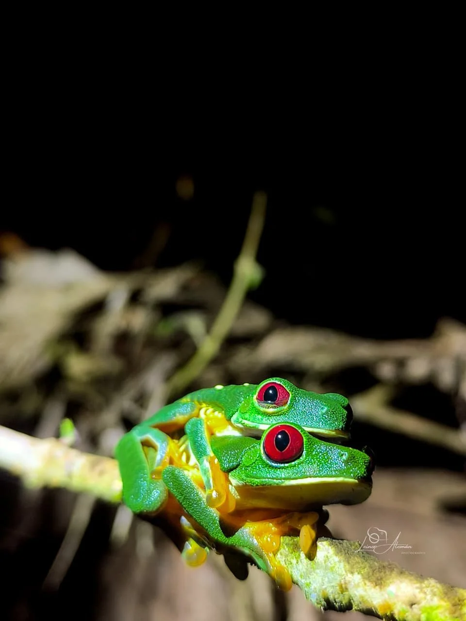 Rana de ojos rojos