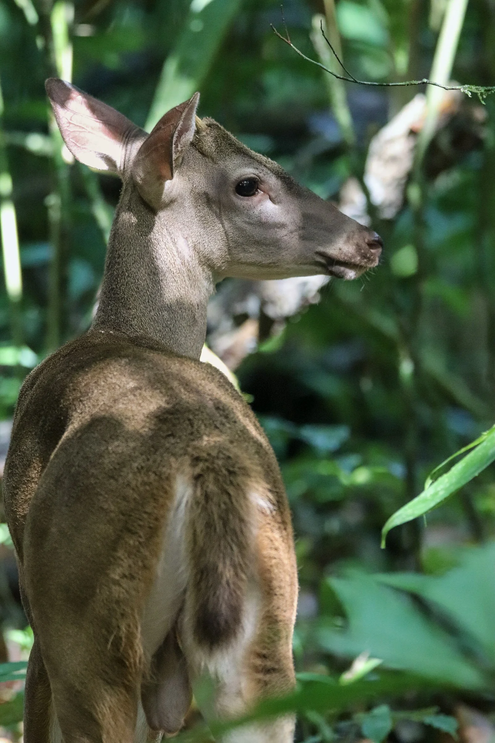 venado.jpg