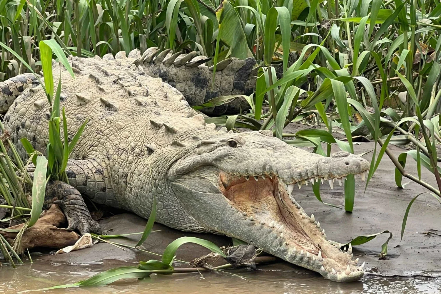 tarcoles-river-jungle-crocodile-safari-bird-watching-tour-7298642.webp