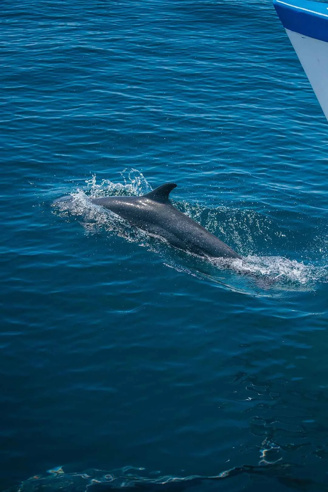 catamaran10.jpg