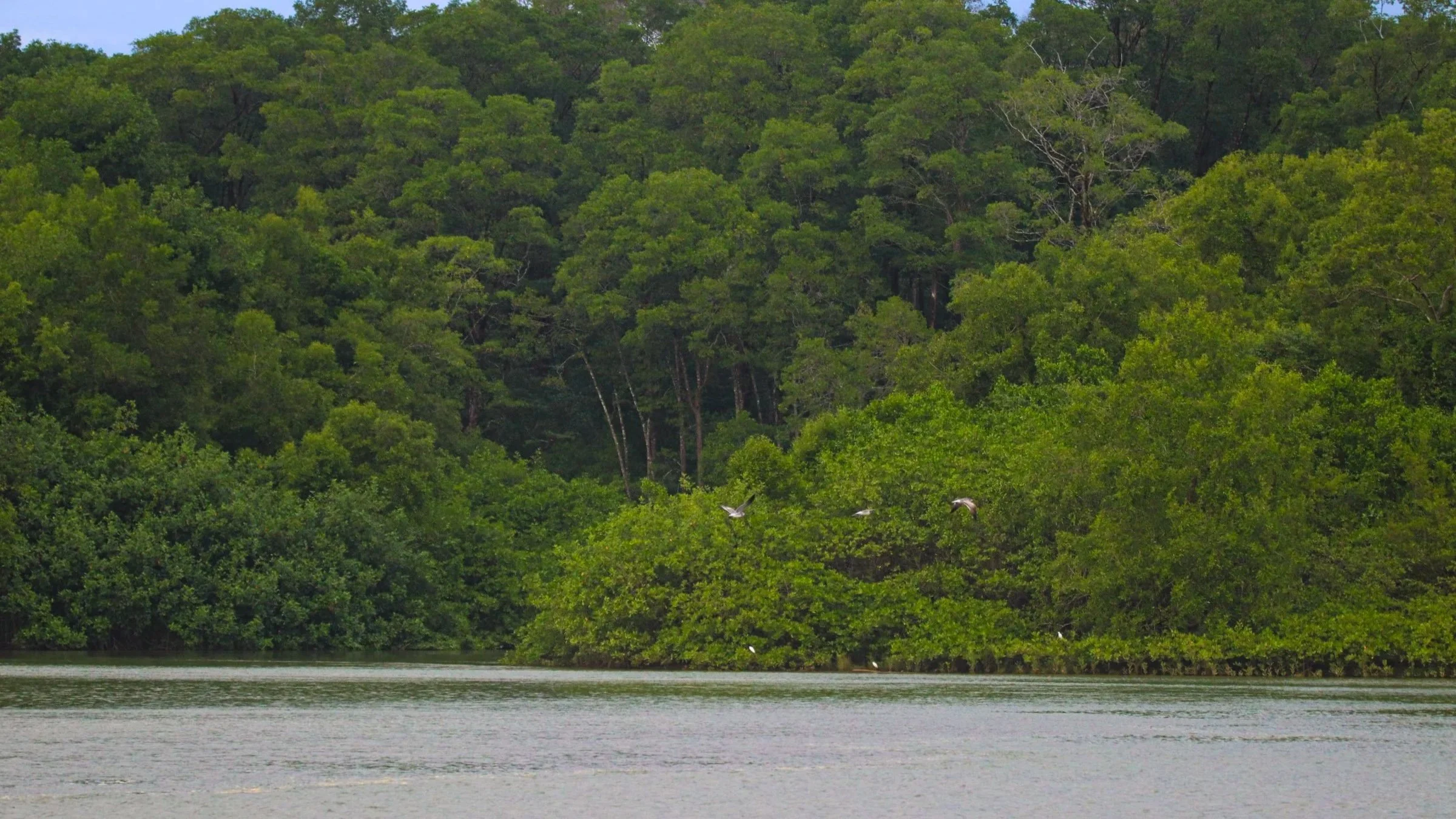 Estereo Parrita