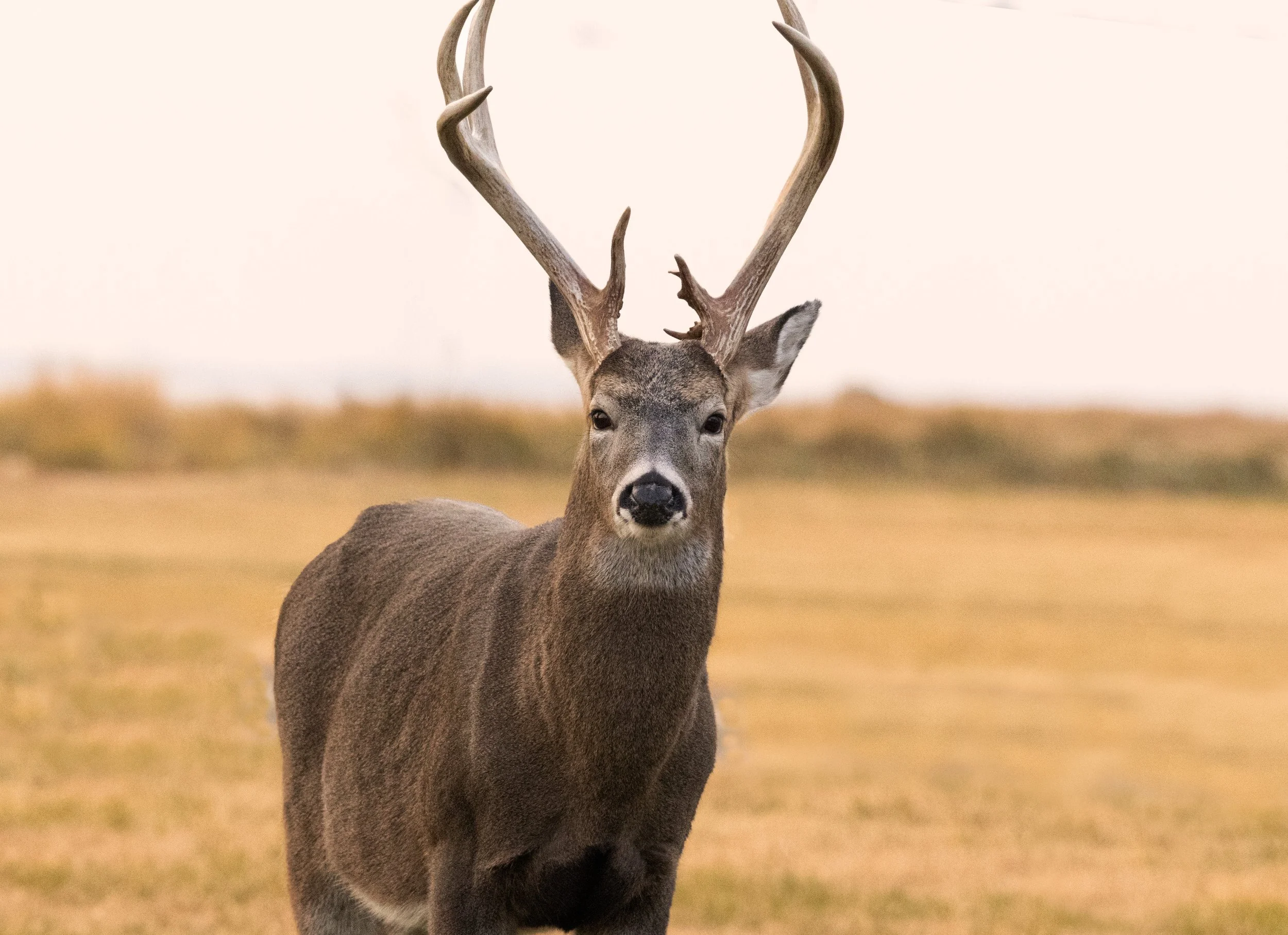 IMG_2060-1 copy.jpg