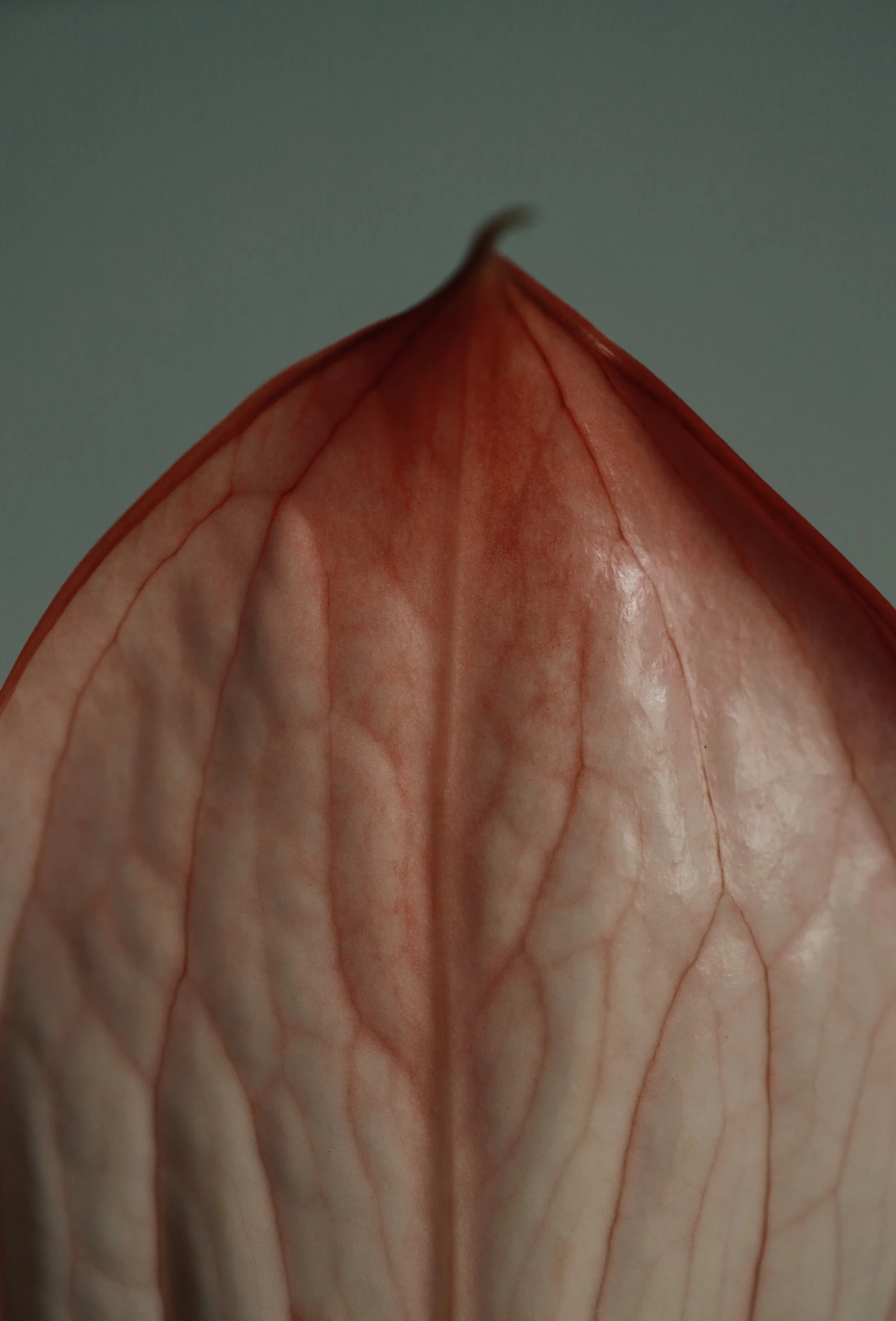 5L2A1563_VSCO.JPG