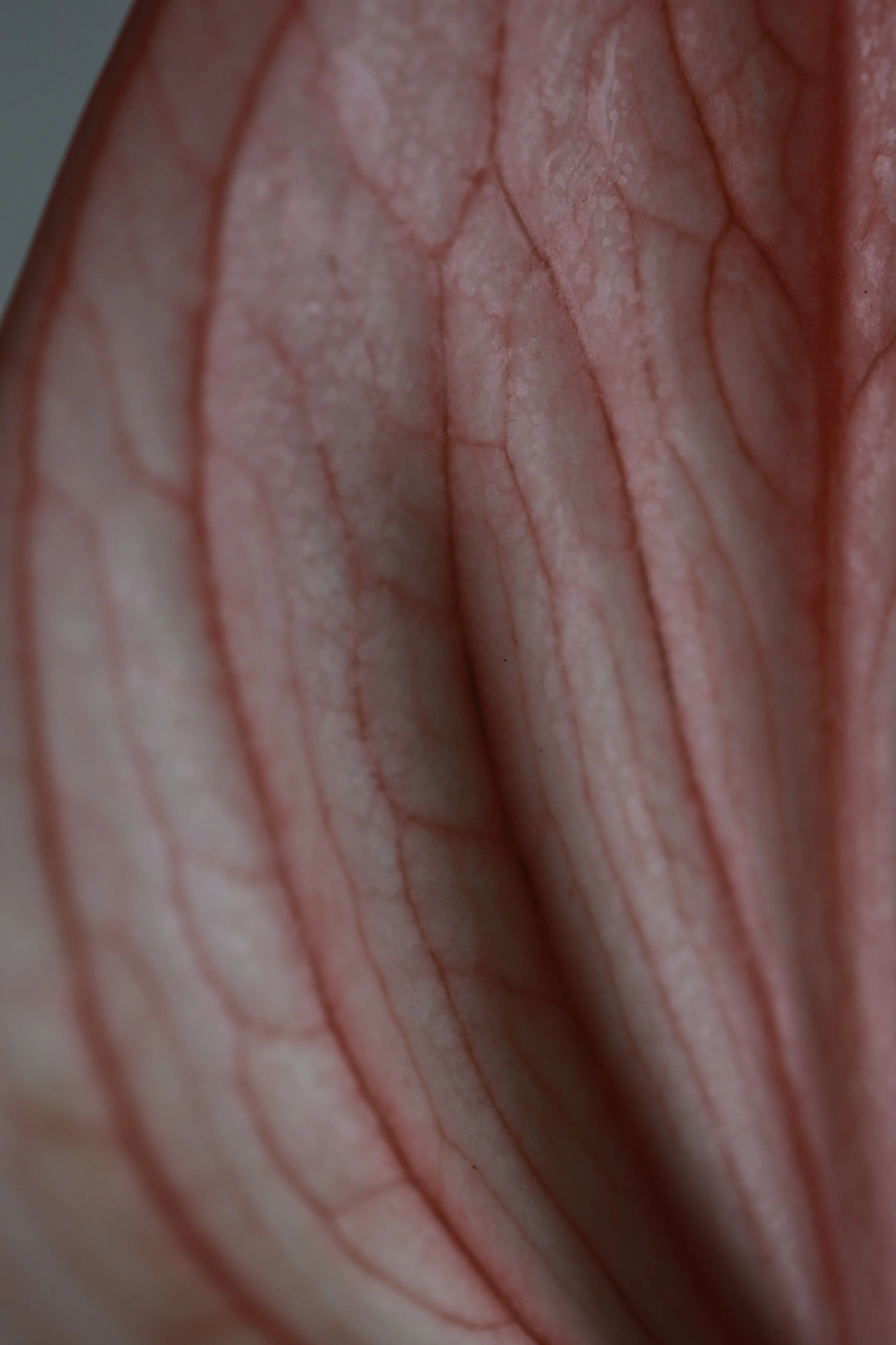 botanical love