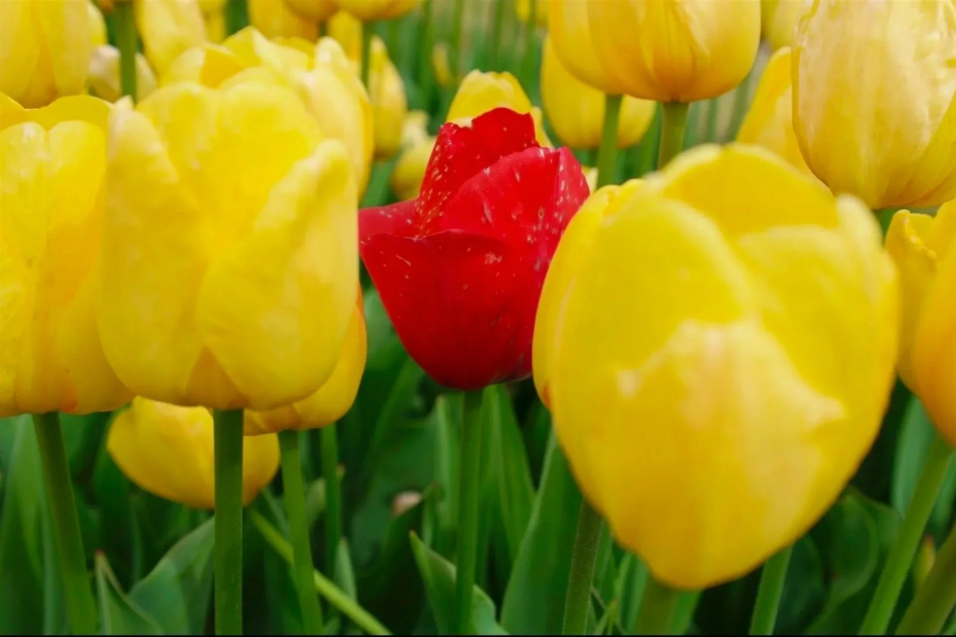 A close-up of multiple yellow tulips with one red tulip standing out in the center.