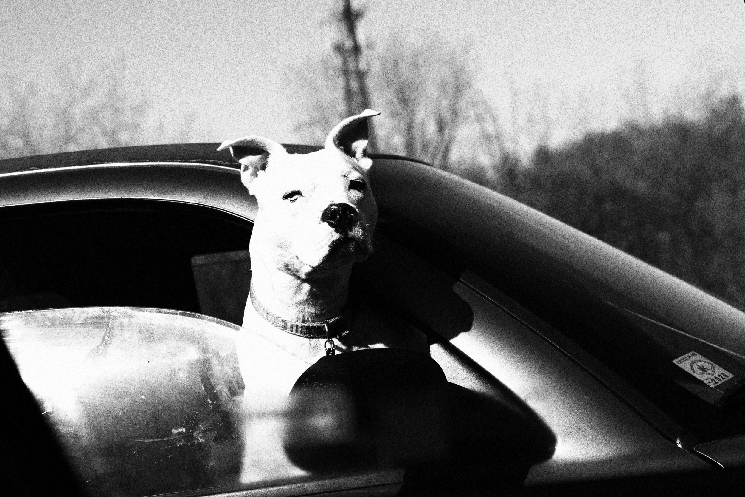 Black and white photo of a dog with a collar sitting in a car, with a blurred outdoor background.