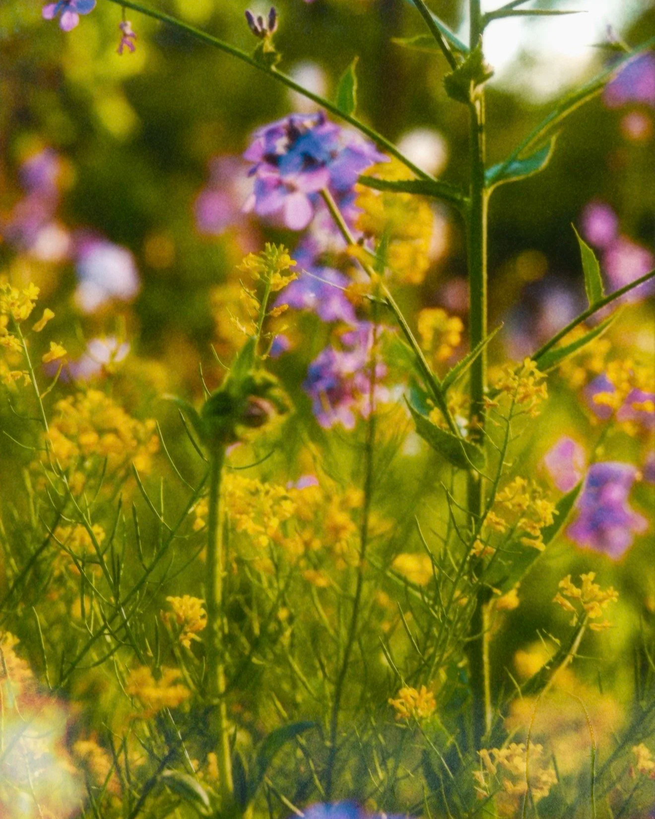 Close-up of wildflowers with small purple and yellow blossoms, green stems, and leaves, in a natural outdoor setting.