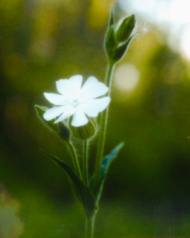 Close-up of a white flower with green buds and leaves, soft natural lighting, blurred green background.