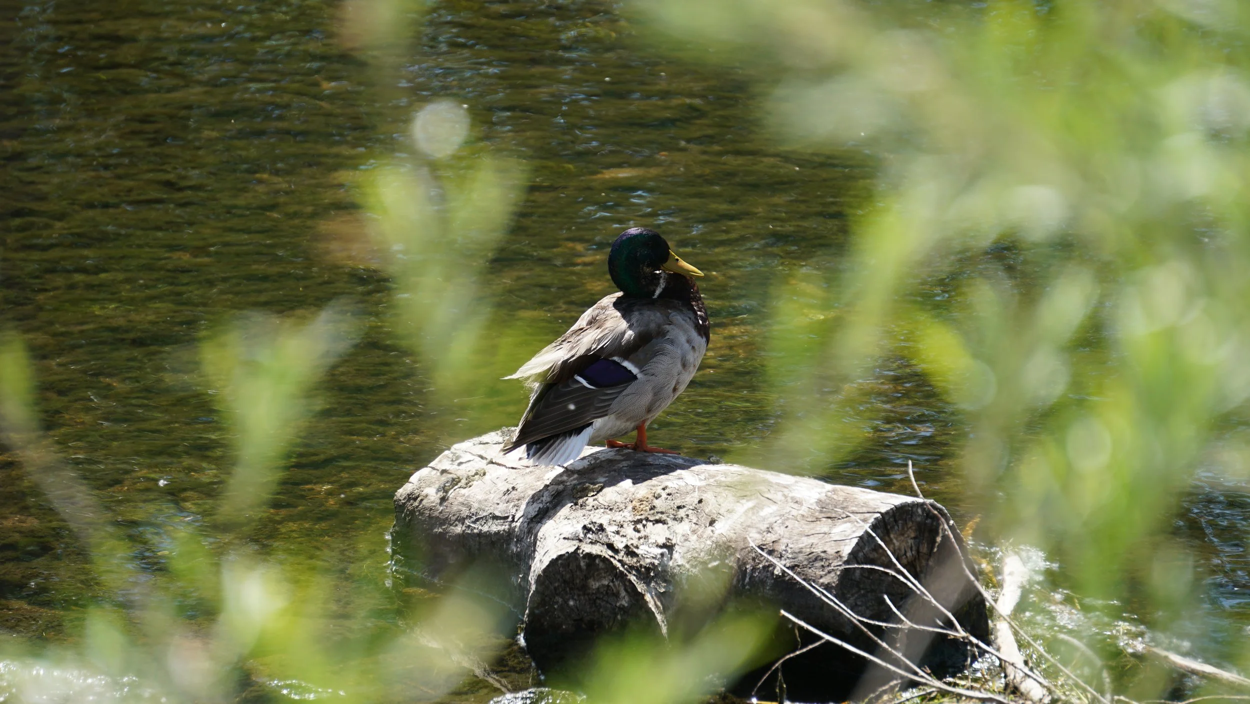 DSC03102.JPG