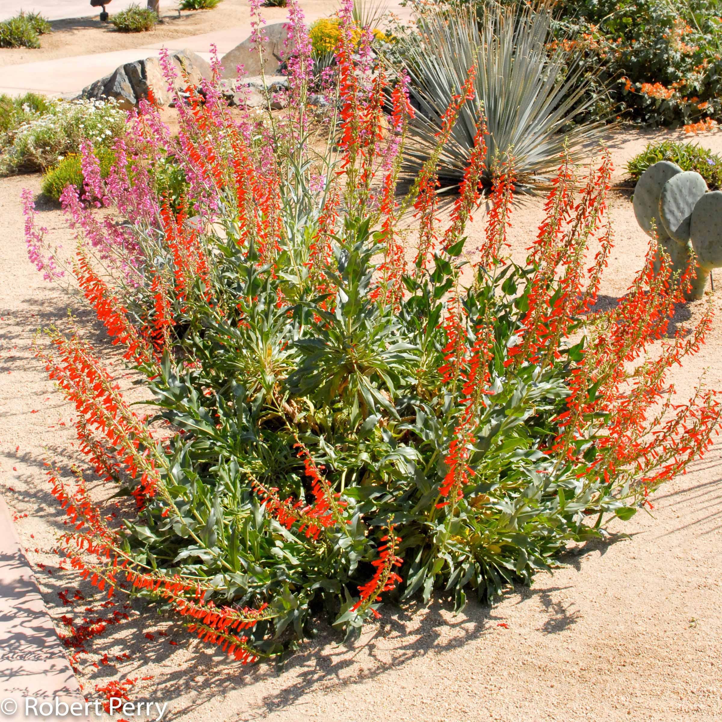 Firecracker Penstemon