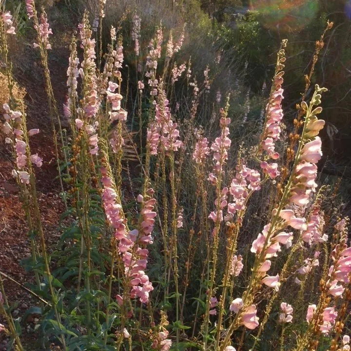 Palmer's Penstemon