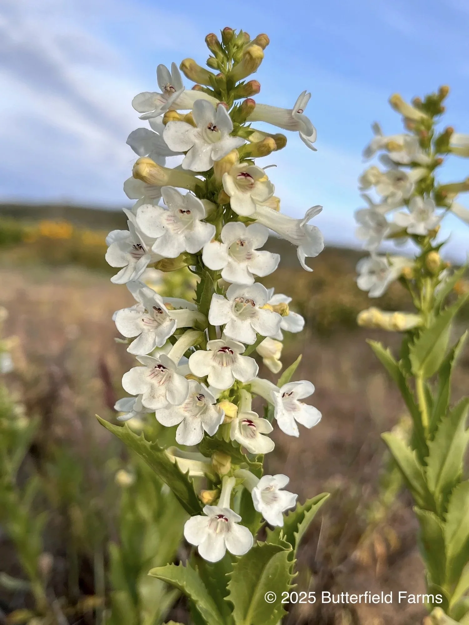 Hot Rock Penstemon
