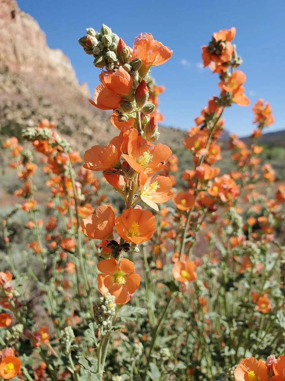 Small-leaf Globemallow
