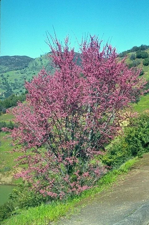 Arizona Redbud