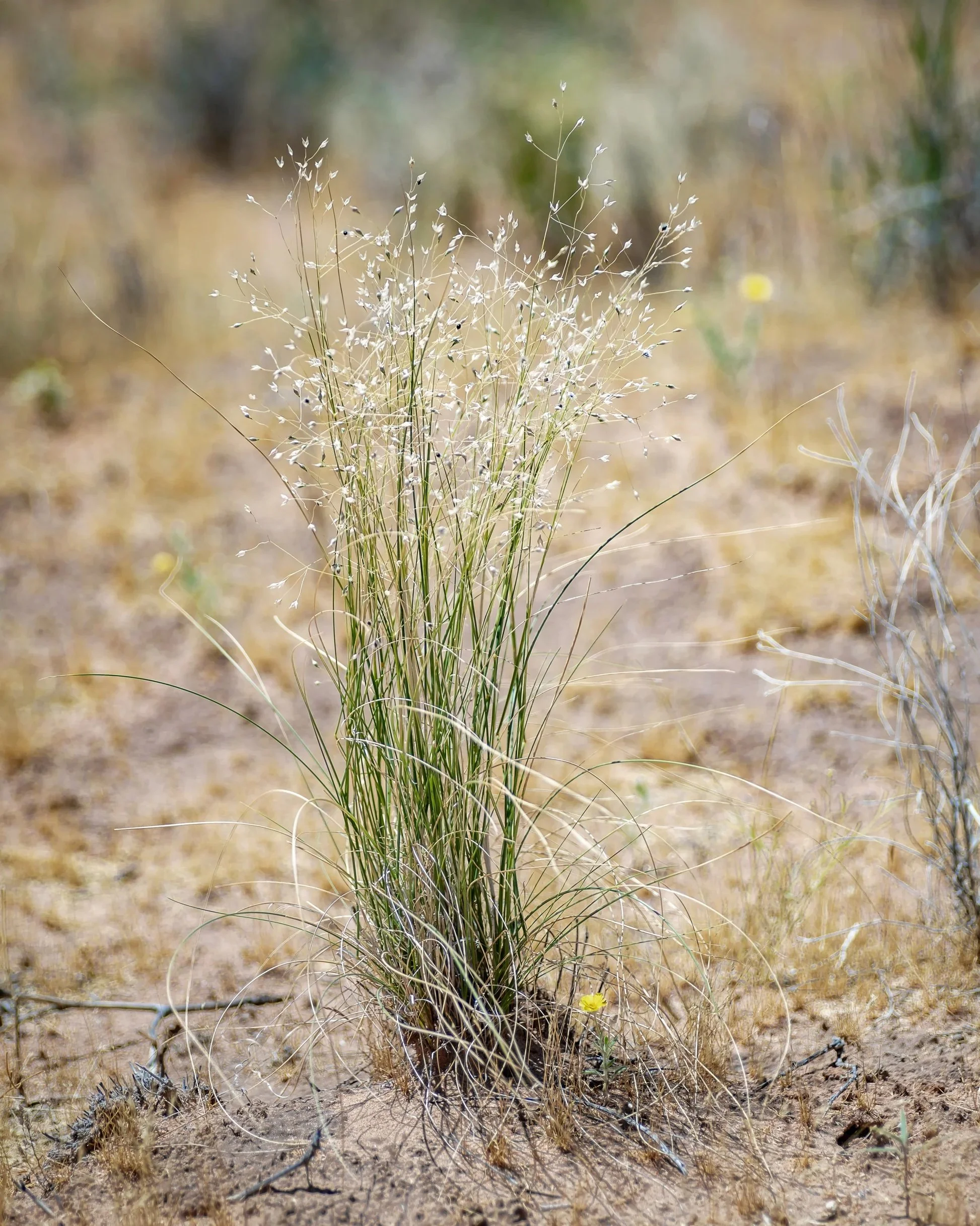 Rice Grass