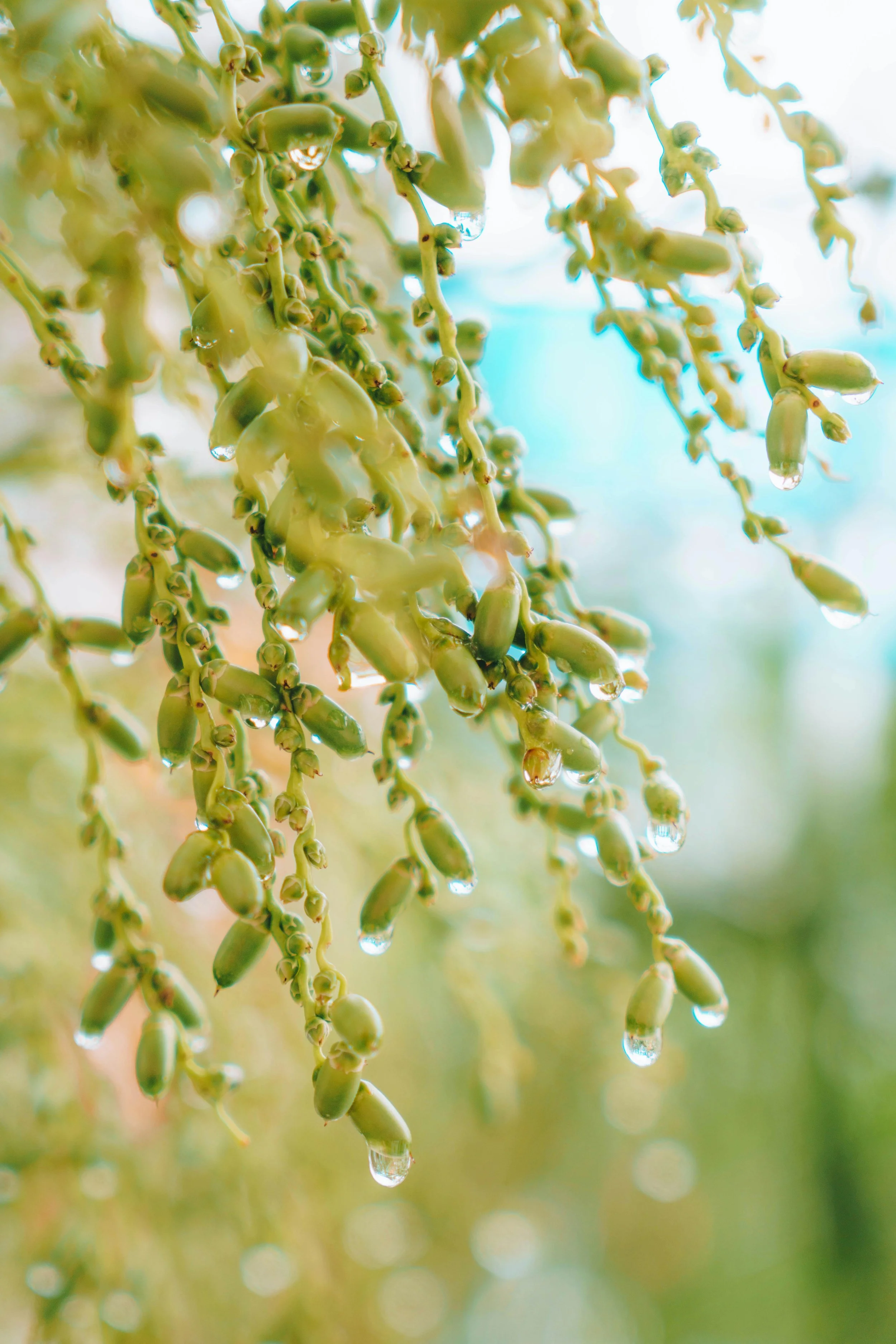 Close-up of green hanging seed pods with water droplets on them, blurred background with shades of blue and green.