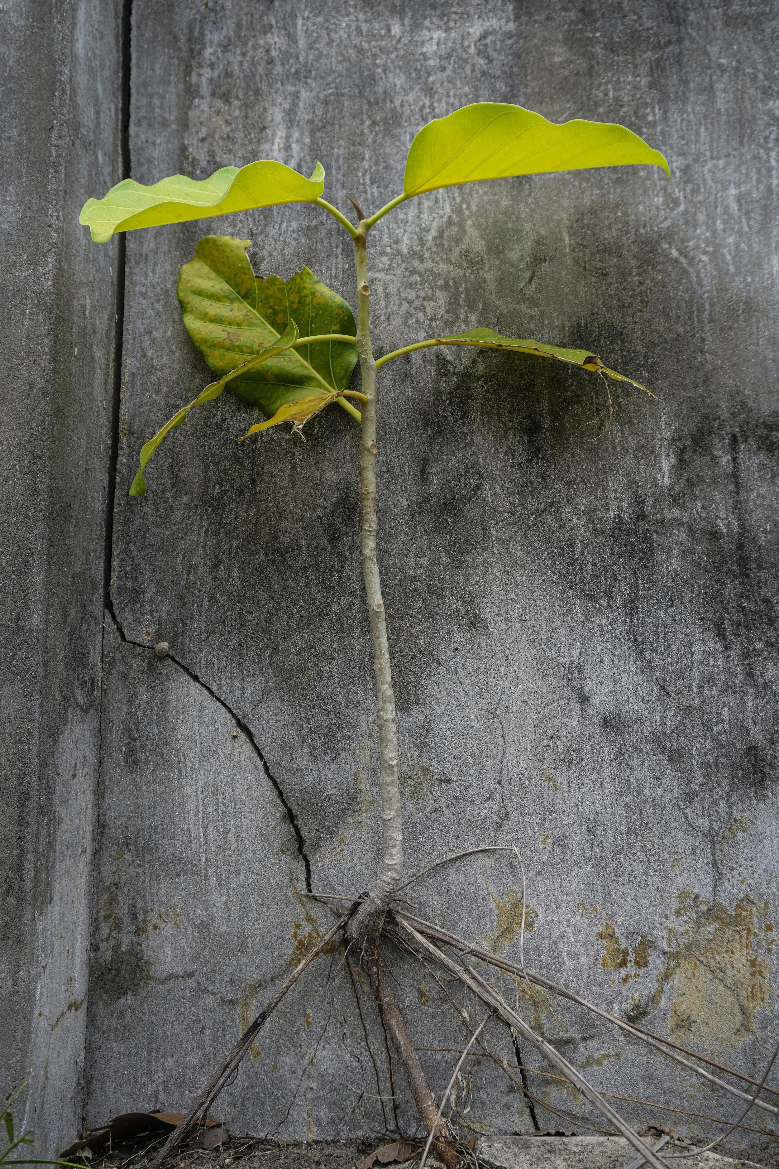 A small tree with sparse yellow and green leaves growing against a weathered concrete wall with visible cracks and discoloration.