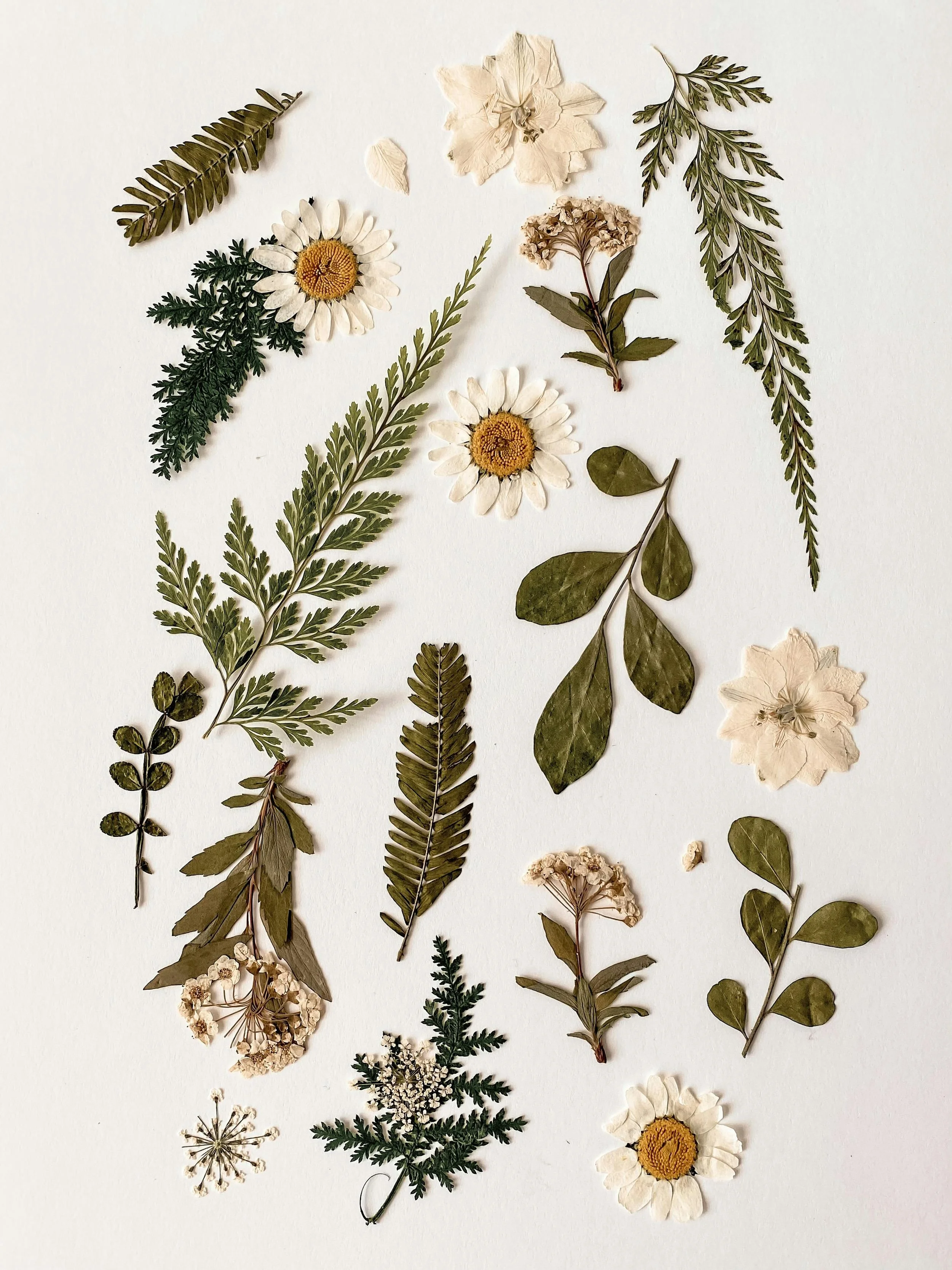 Assorted pressed and dried flowers and leaves arranged on a white background.